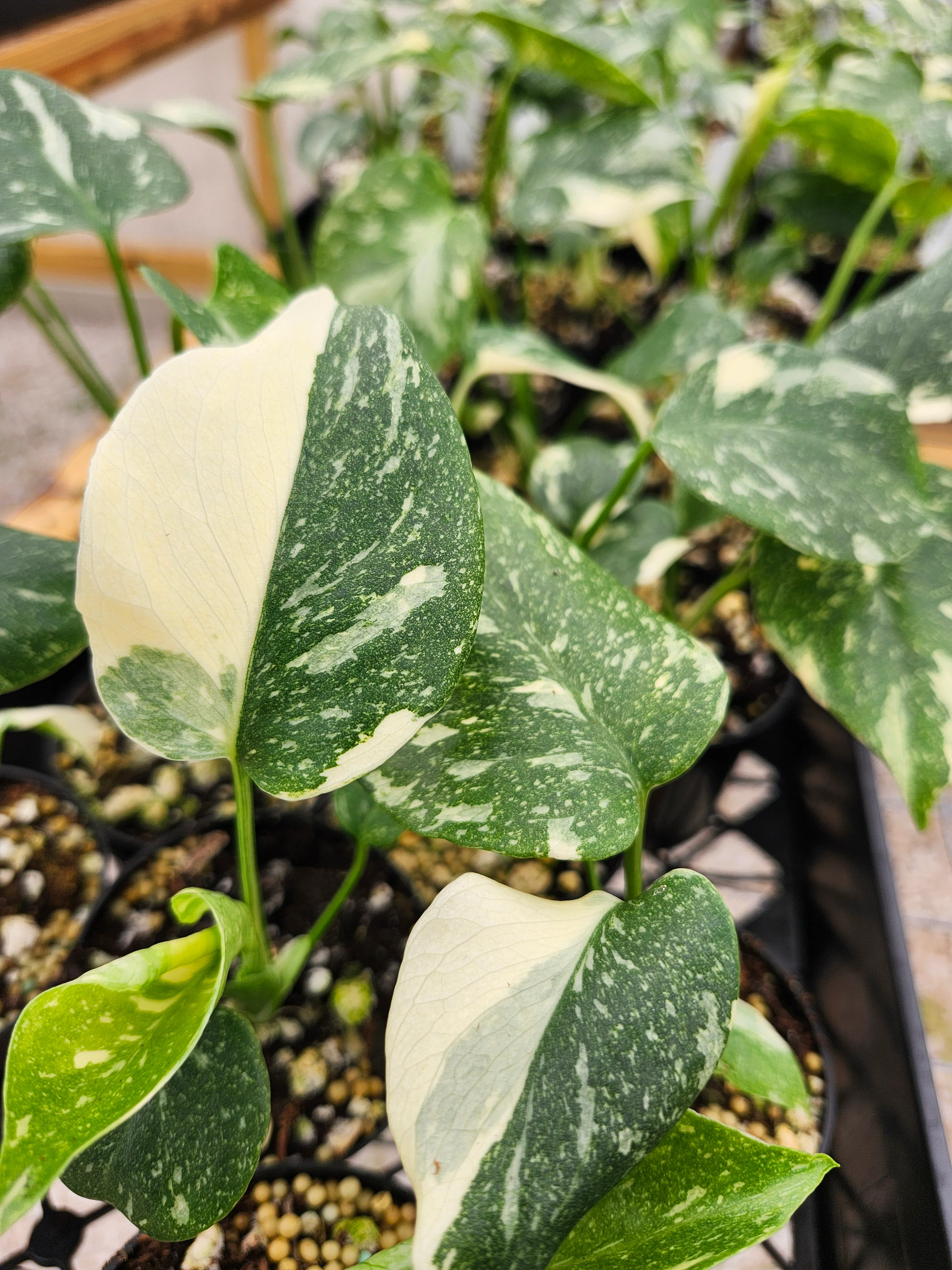 Monstera Thai Constellation (3in)- Growers Choice - Image 3
