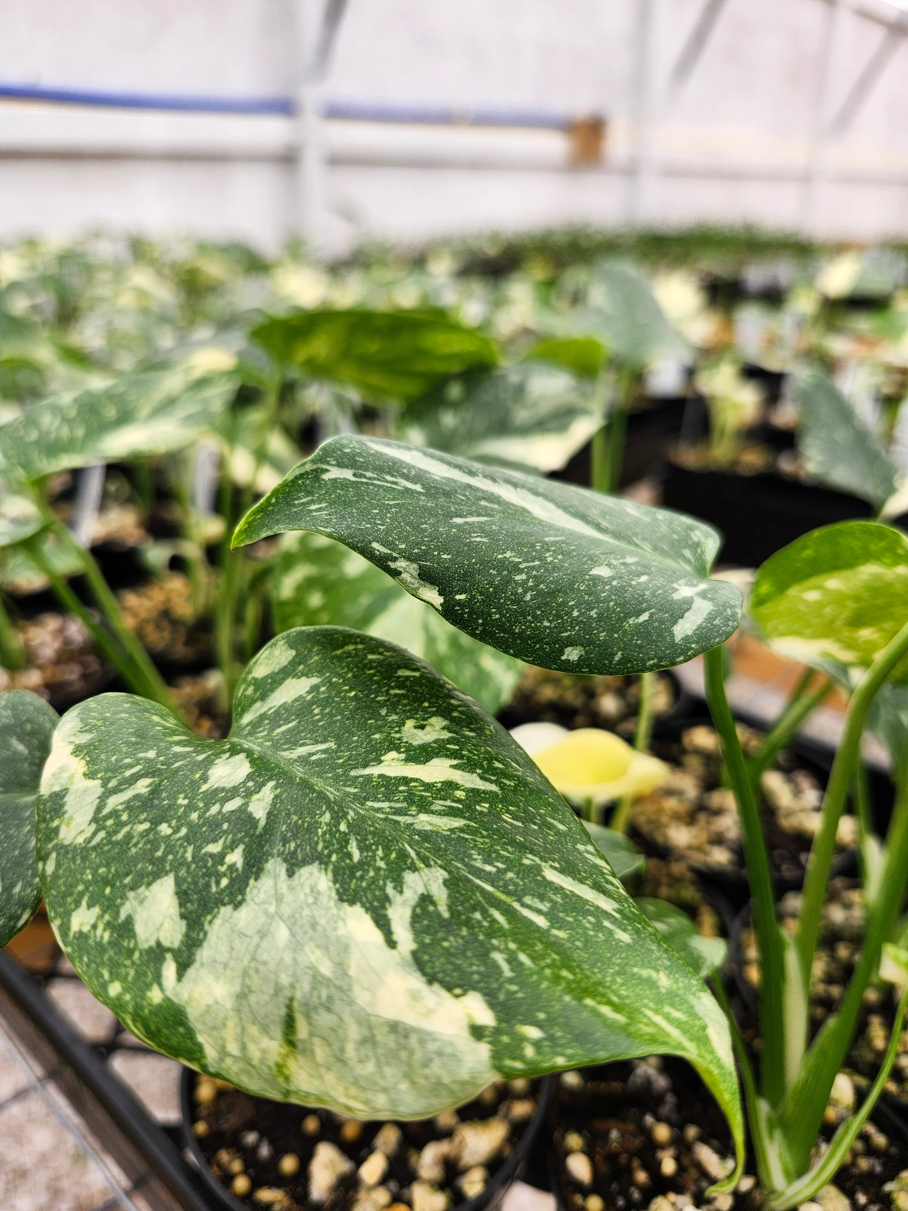 Monstera Thai Constellation (3in)- Growers Choice - Image 4