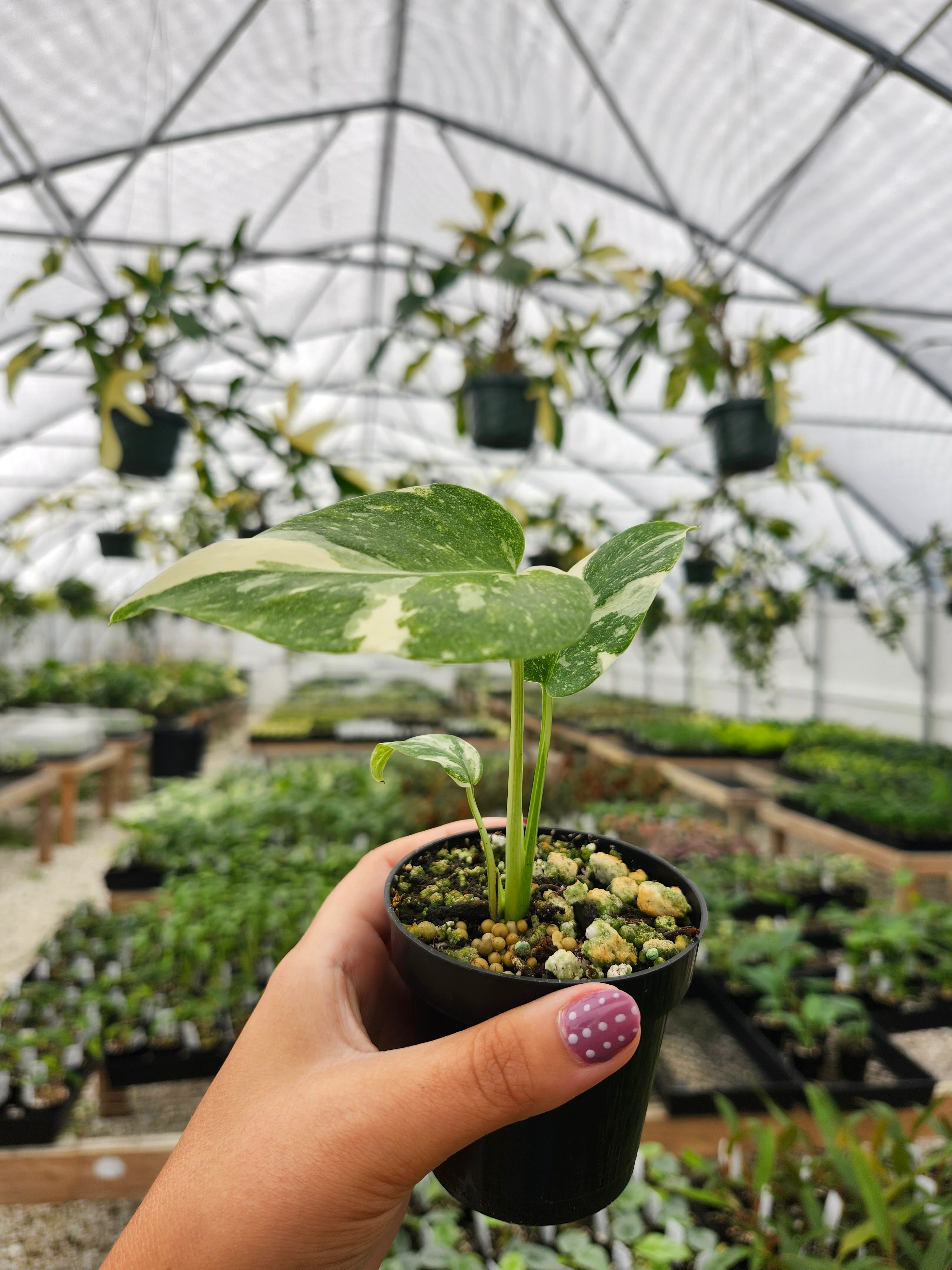 Monstera Thai Constellation (3in)- Growers Choice - Image 5