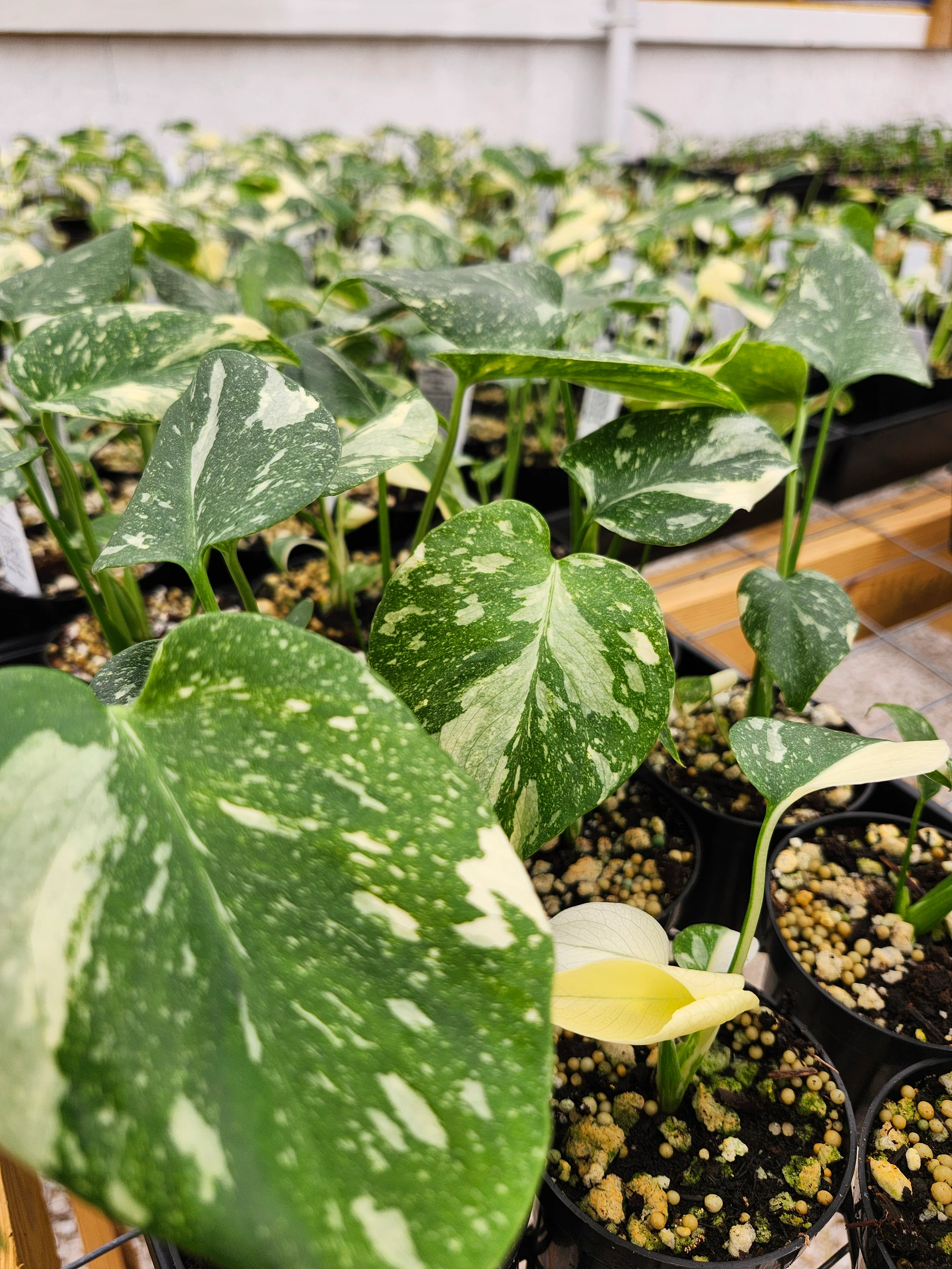 Monstera Thai Constellation (3in)- Growers Choice - Image 7