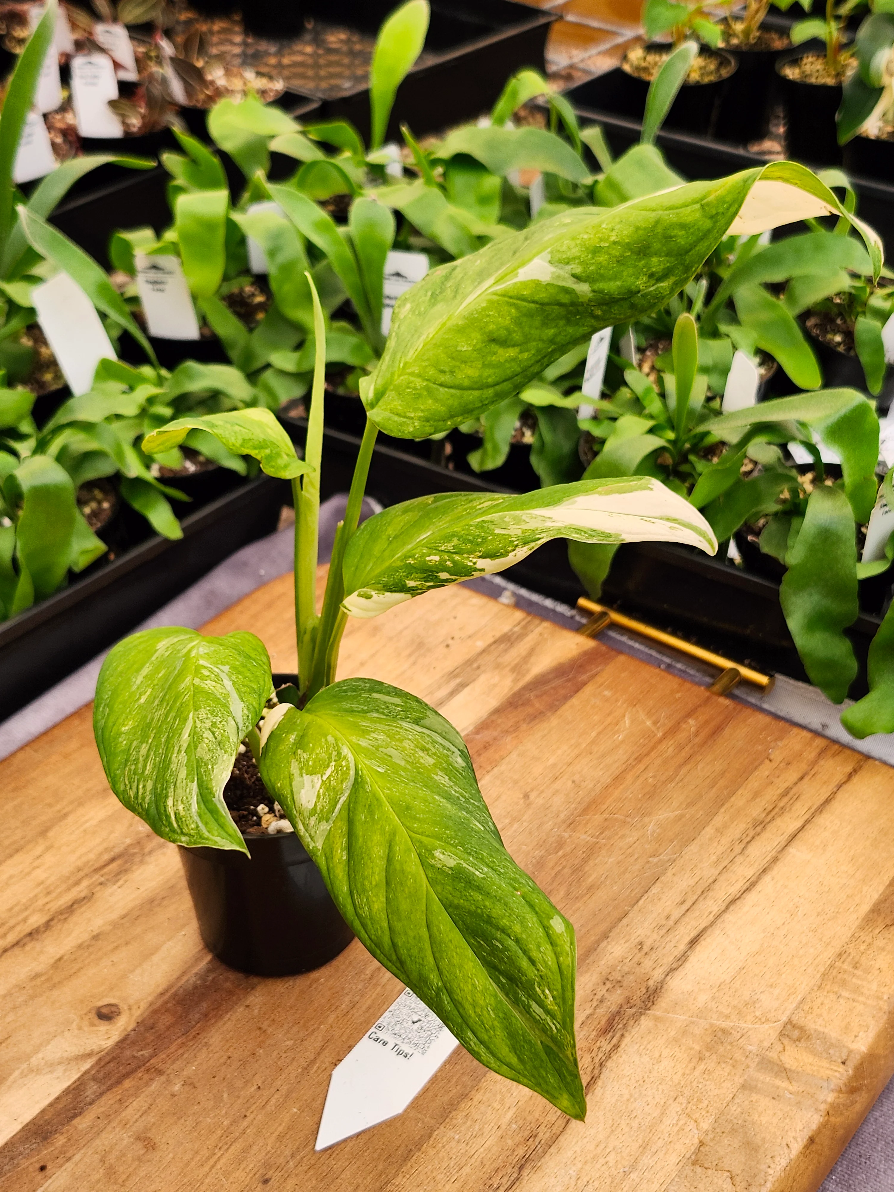 Monstera Variegated Mayuna Obliqua (3in)- 311
