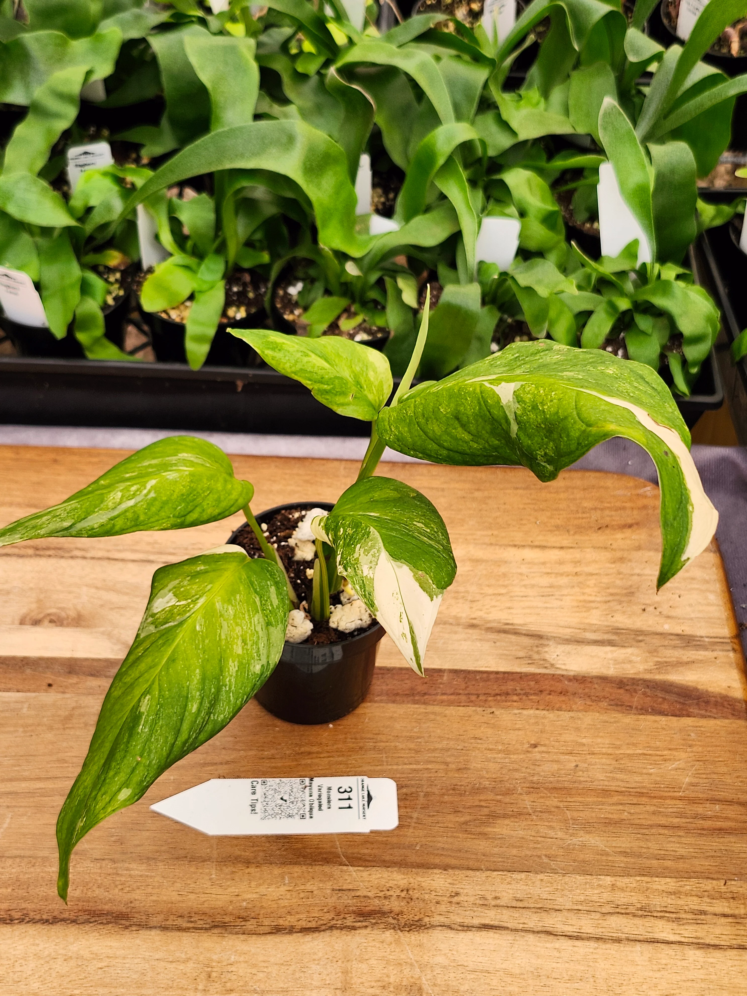 Monstera Variegated Mayuna Obliqua (3in)- 311 - Image 3
