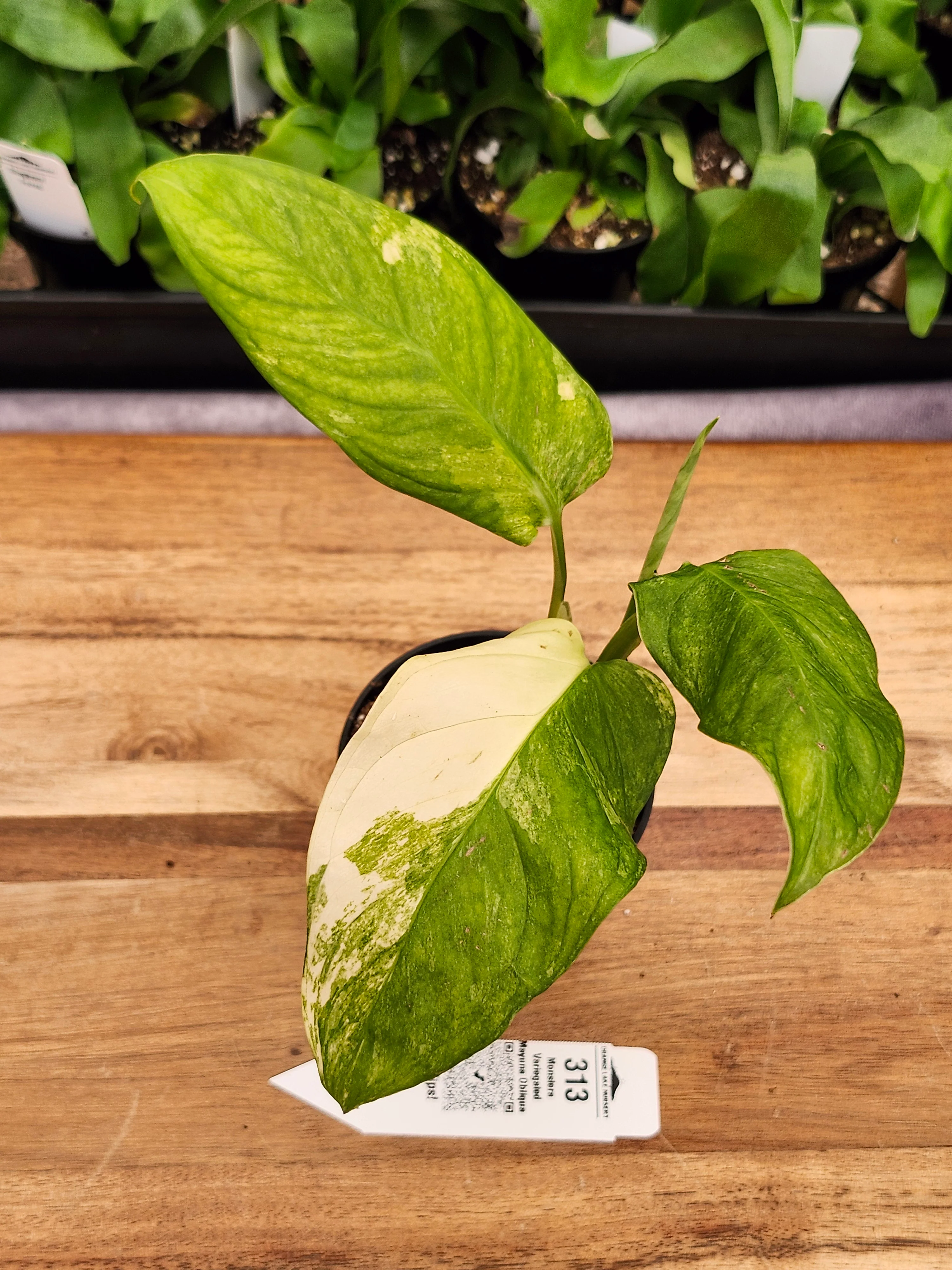 Monstera Variegated Mayuna Obliqua (3in)- 313