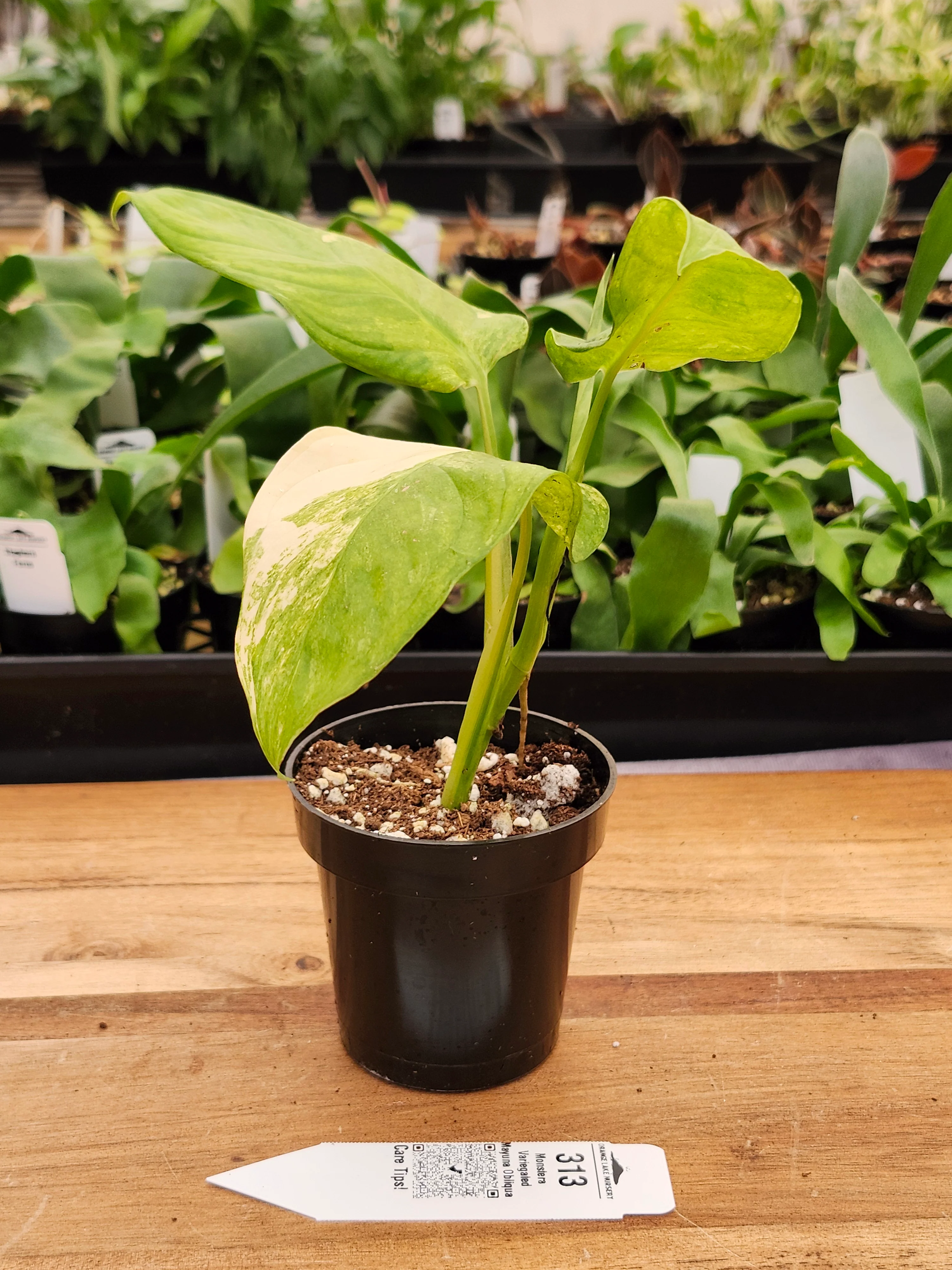 Monstera Variegated Mayuna Obliqua (3in)- 313 - Image 2