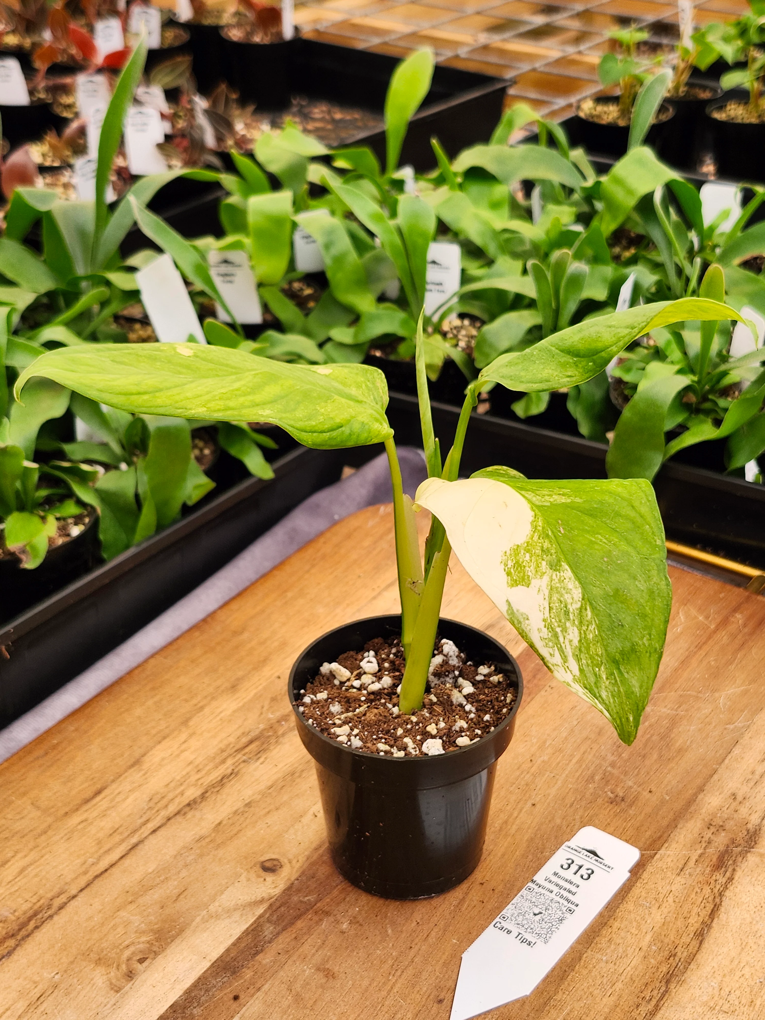 Monstera Variegated Mayuna Obliqua (3in)- 313 - Image 3