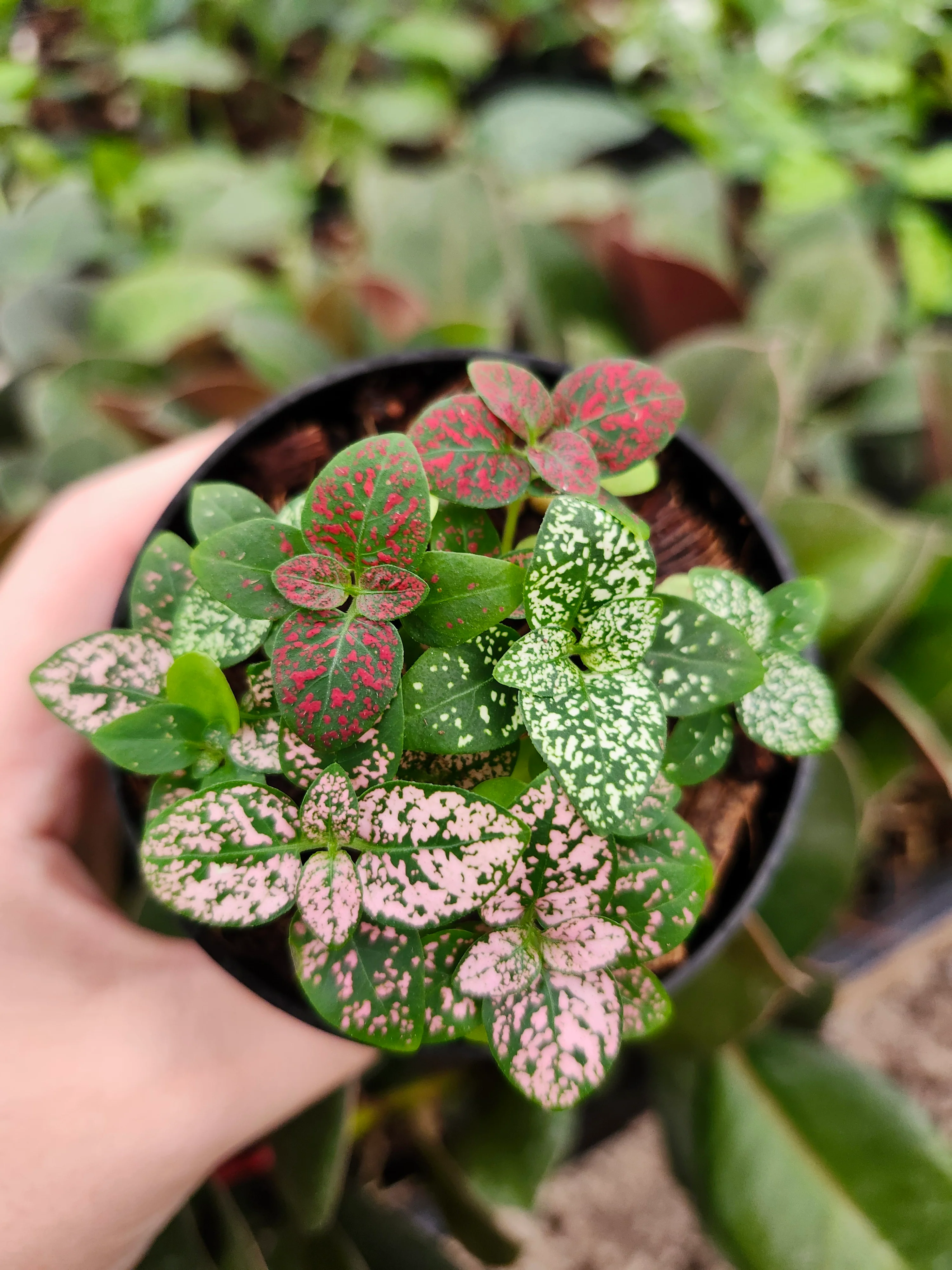 Multi-Color Polka Dot Splash