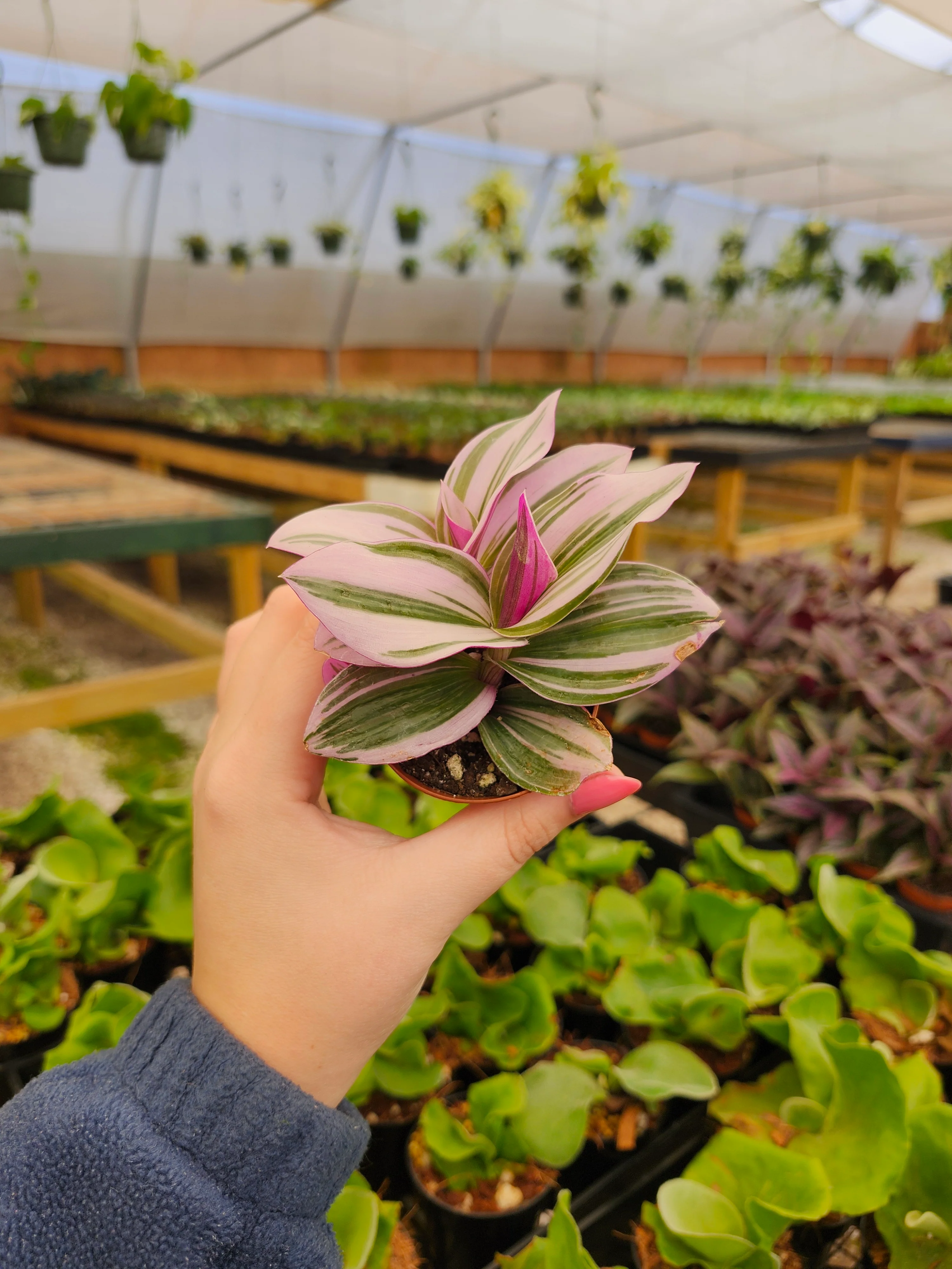 Tradescantia Nanouk