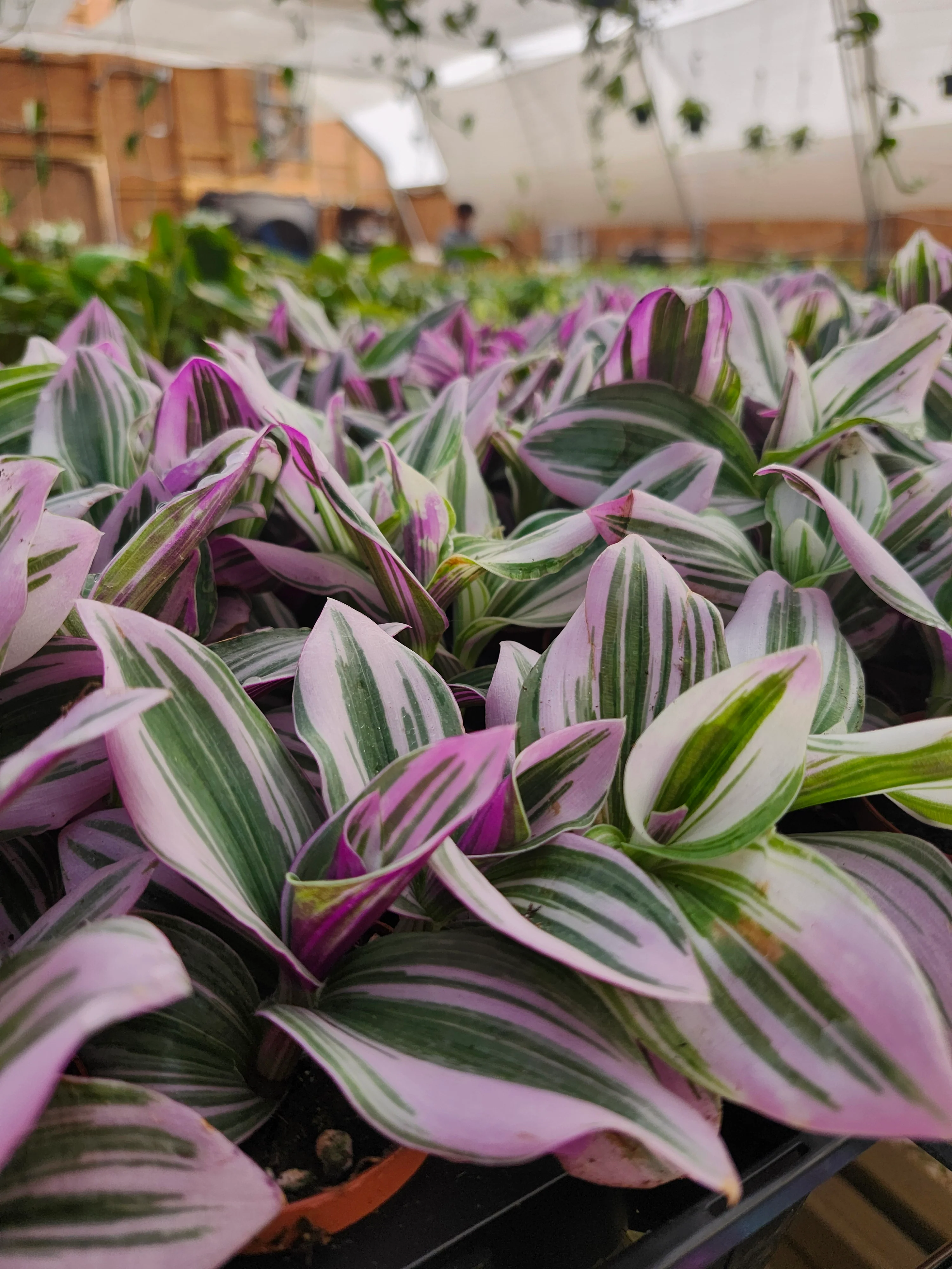 Tradescantia Nanouk - Image 2