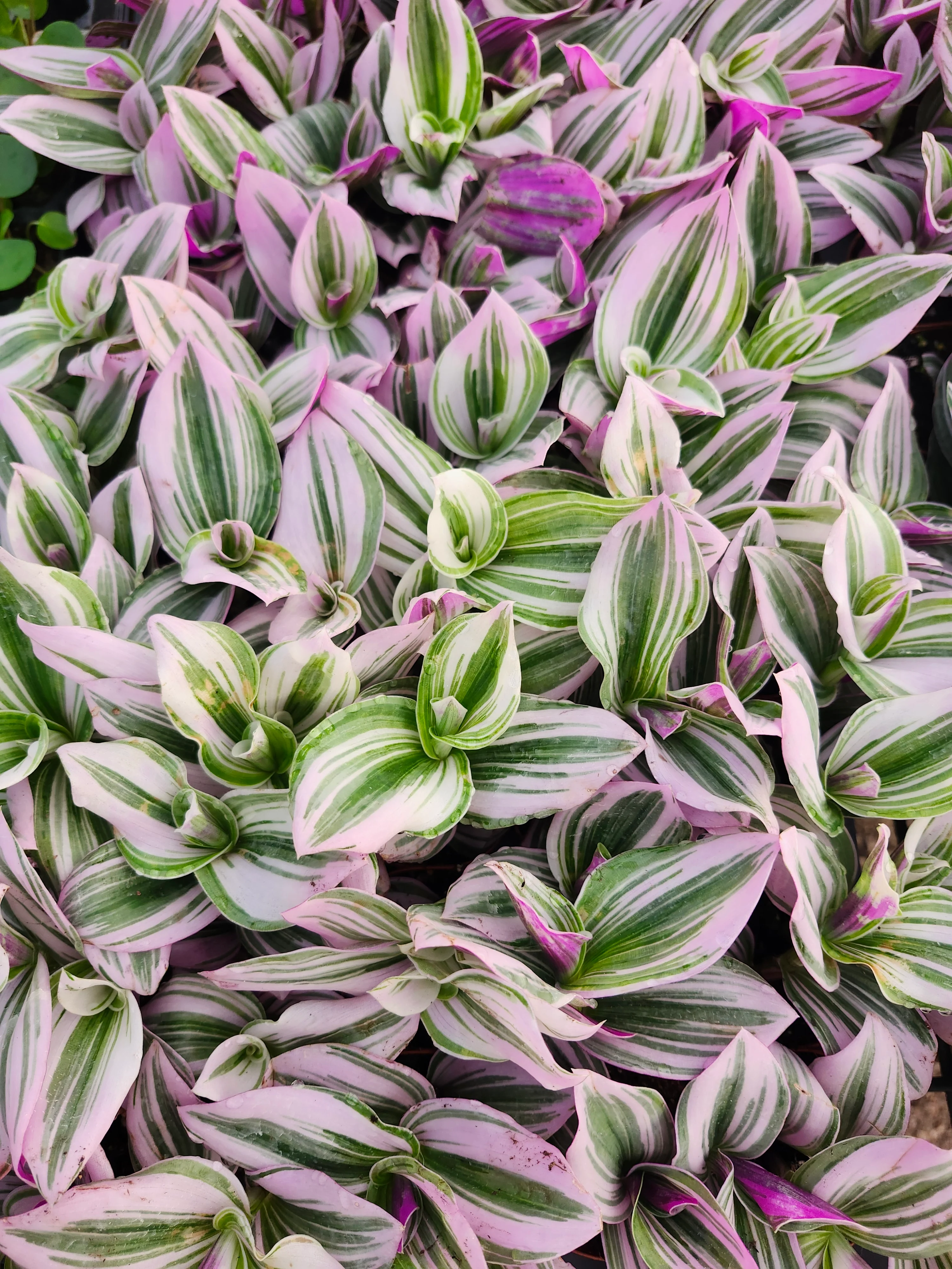 Tradescantia Nanouk - Image 3
