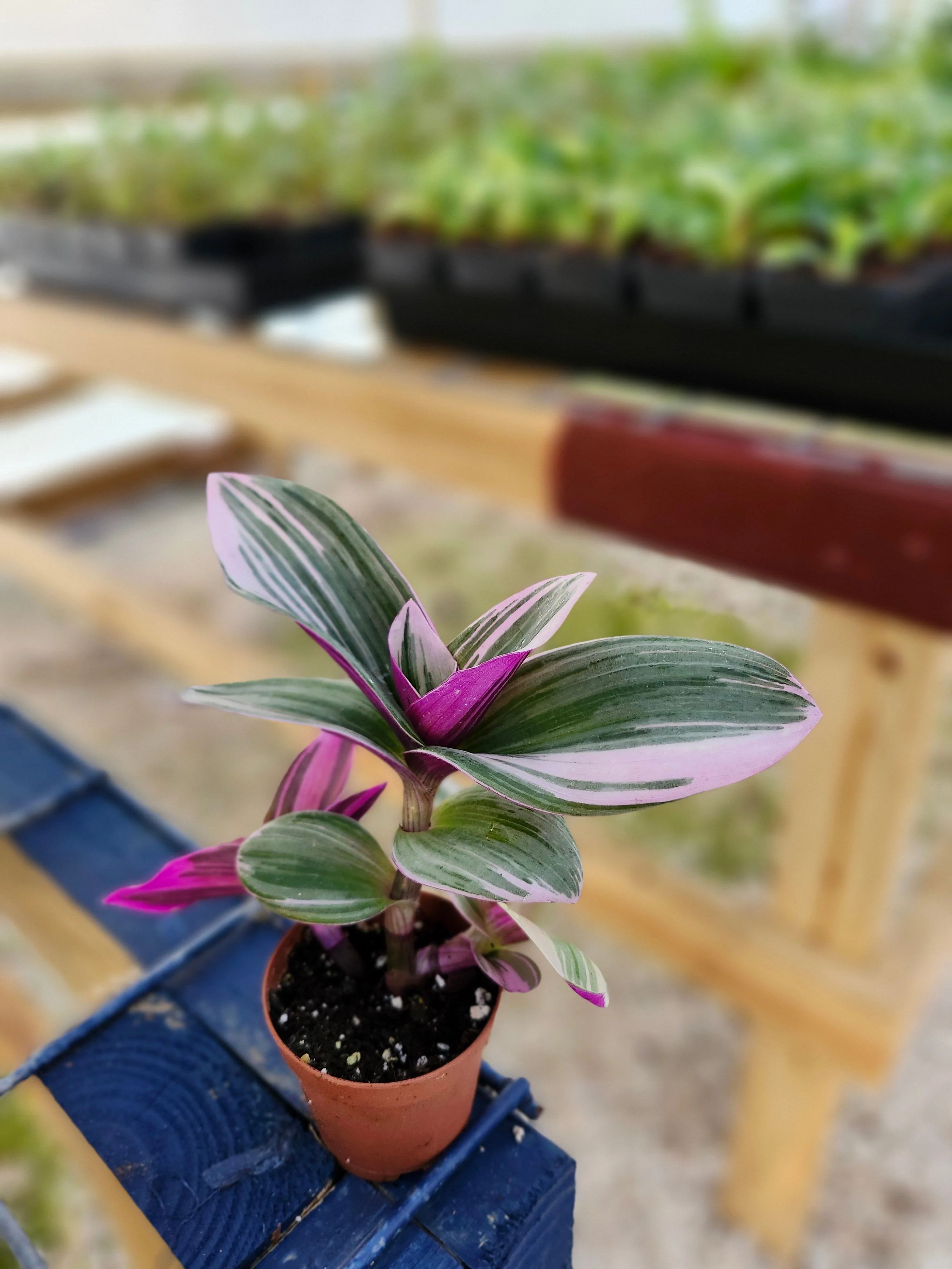 Tradescantia Nanouk - Image 4