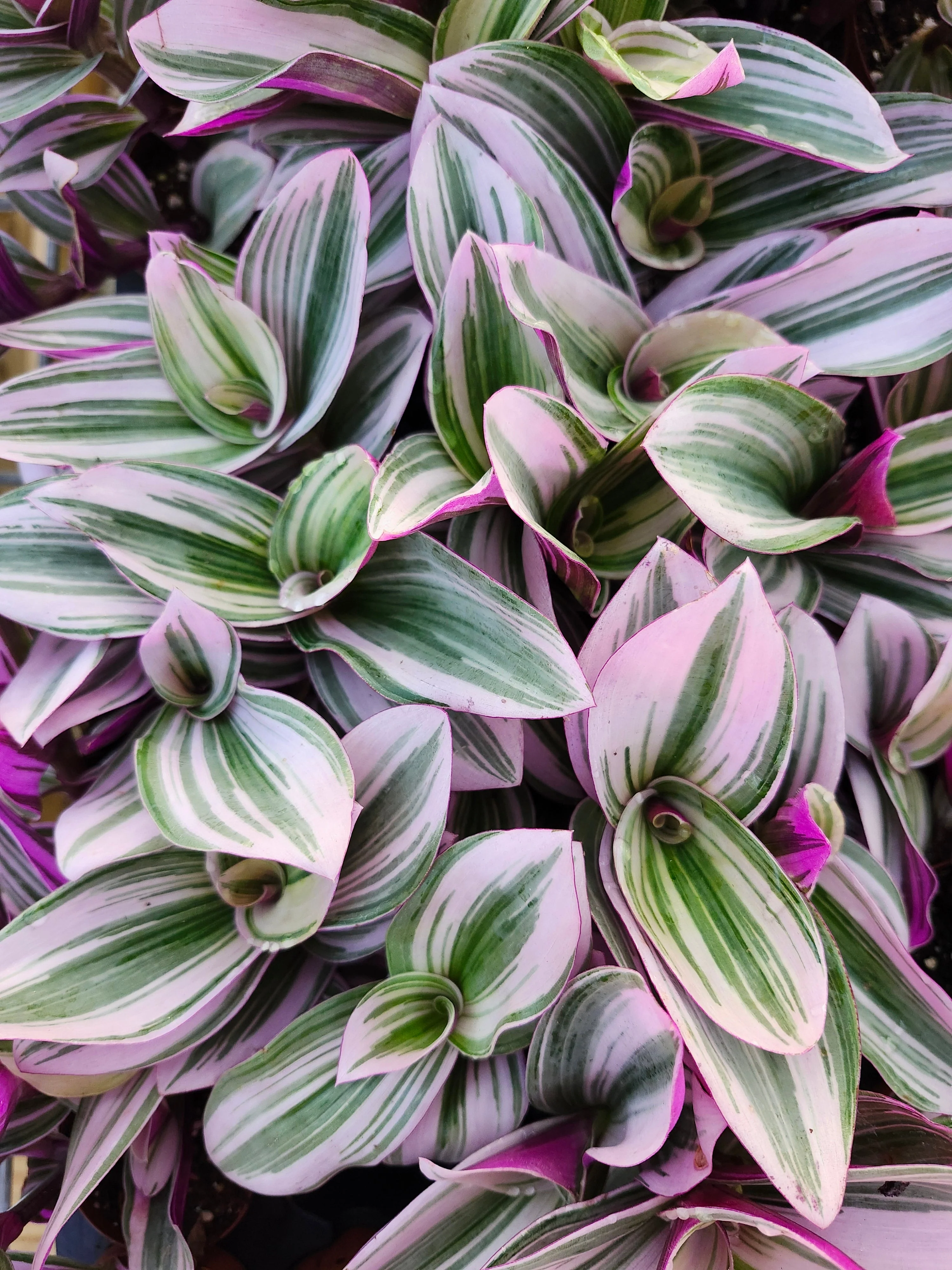 Tradescantia Nanouk - Image 5