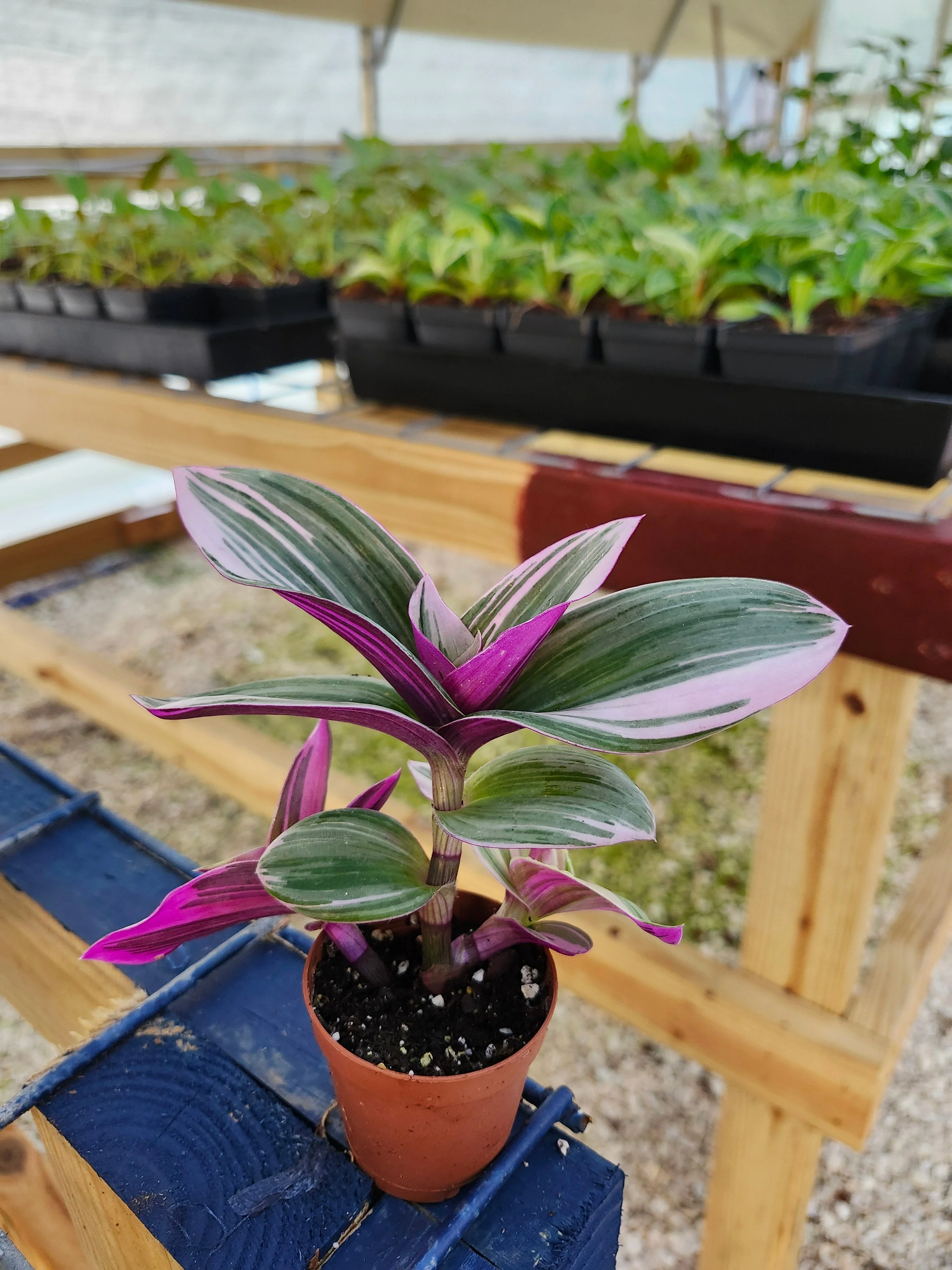 Tradescantia Nanouk - Image 6