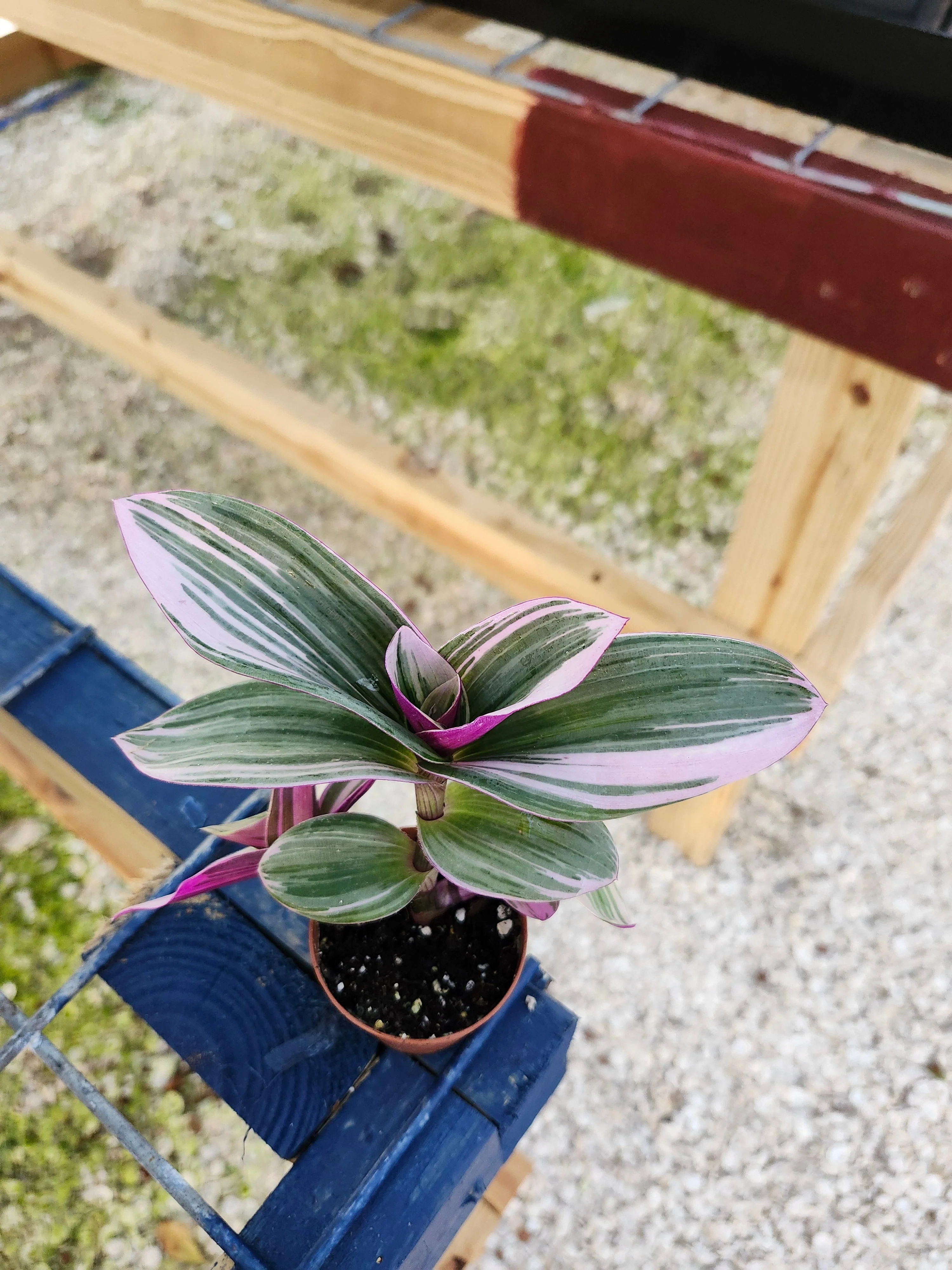 Tradescantia Nanouk - Image 7