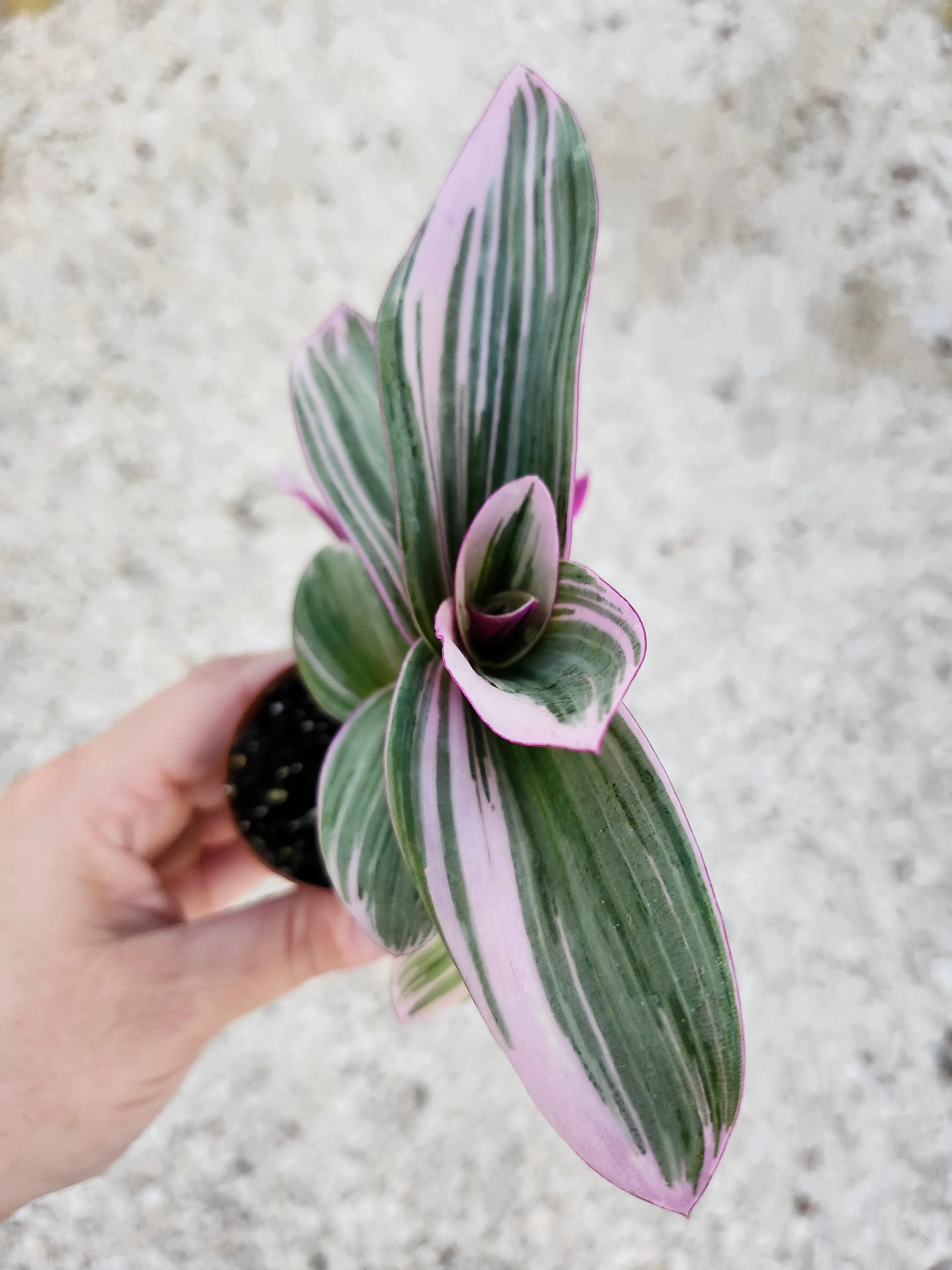 Tradescantia Nanouk - Image 8