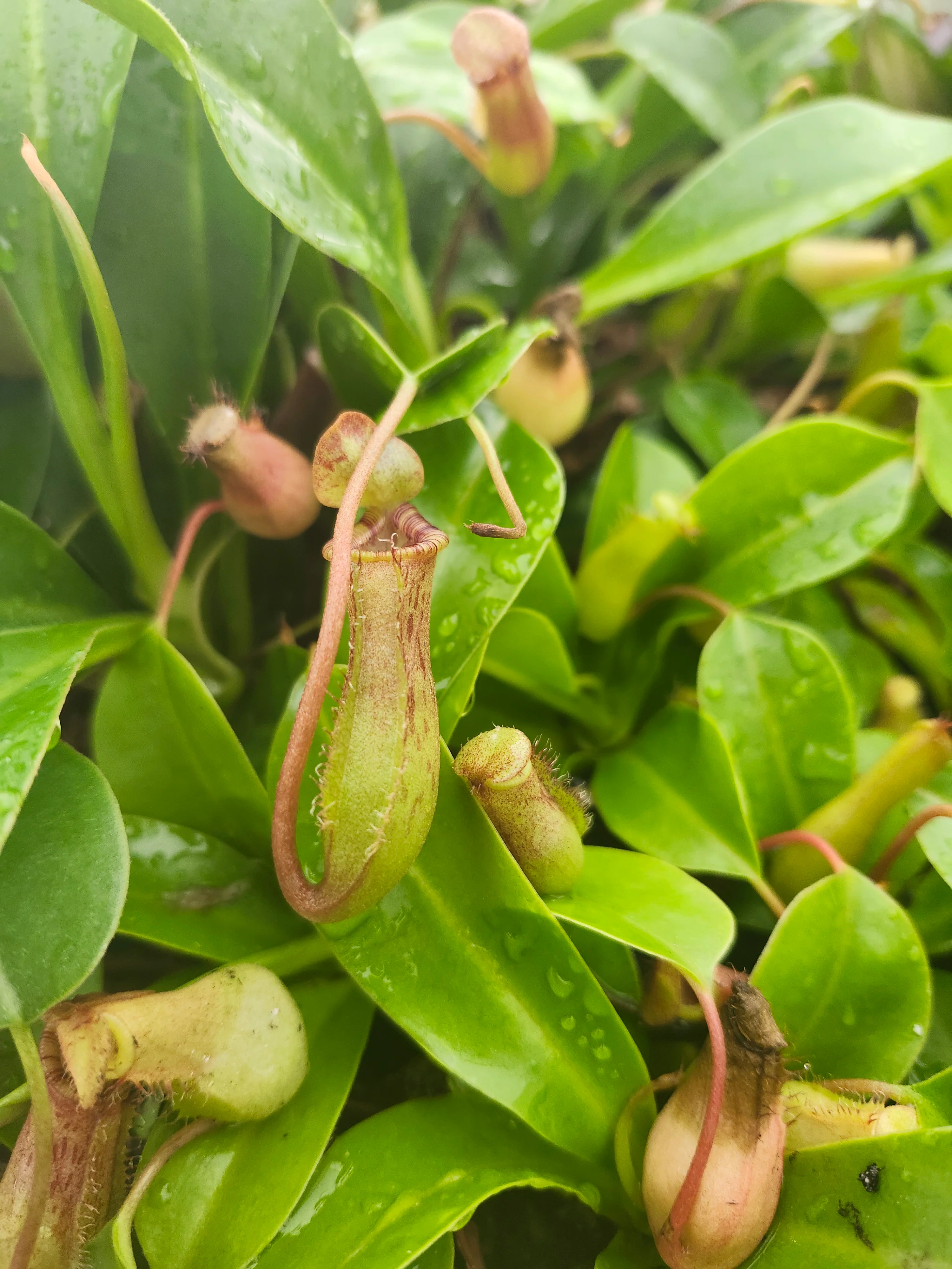 Nepenthes Lowii Ventricosa Red