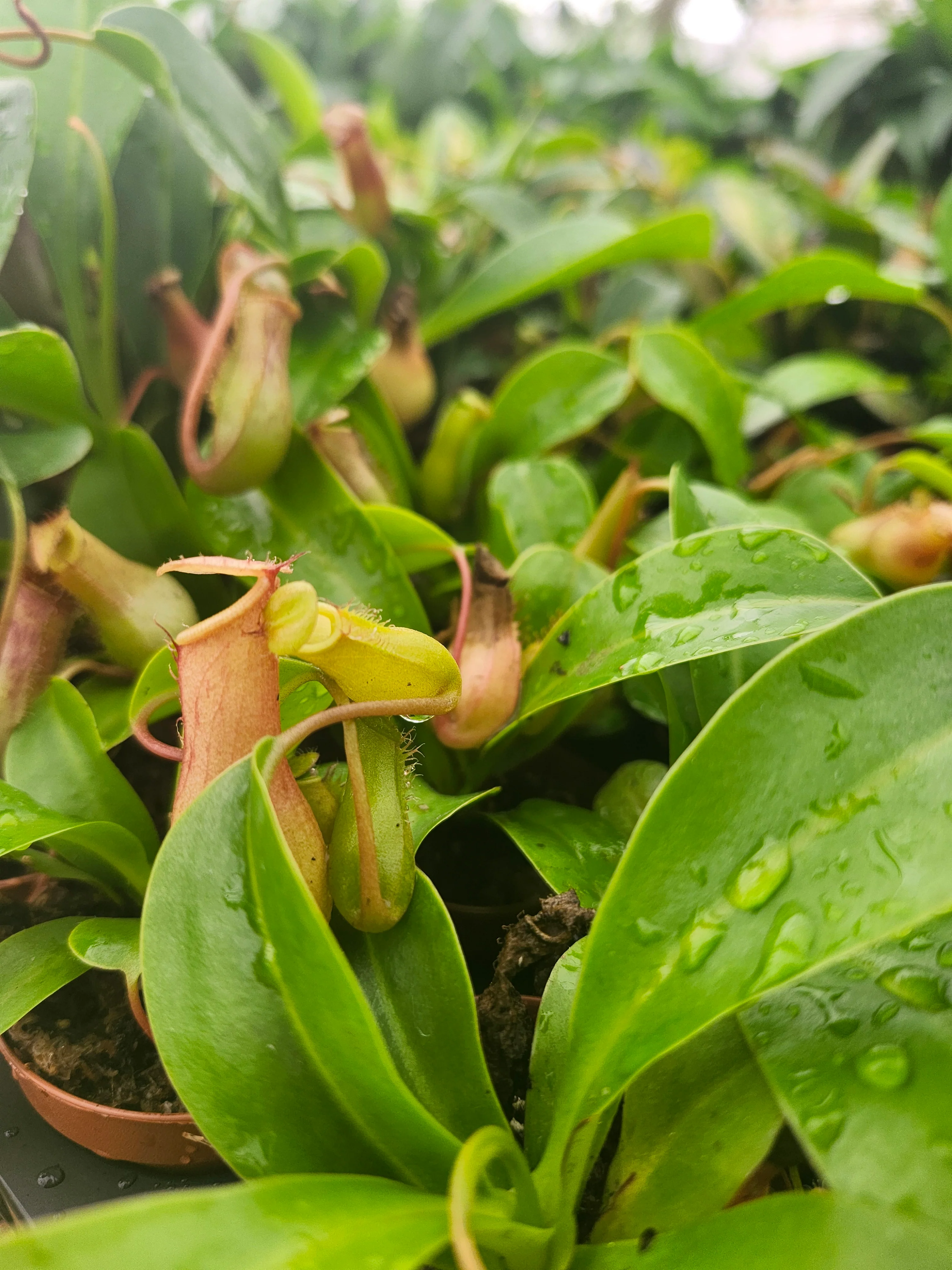 Nepenthes Lowii Ventricosa Red - Image 10