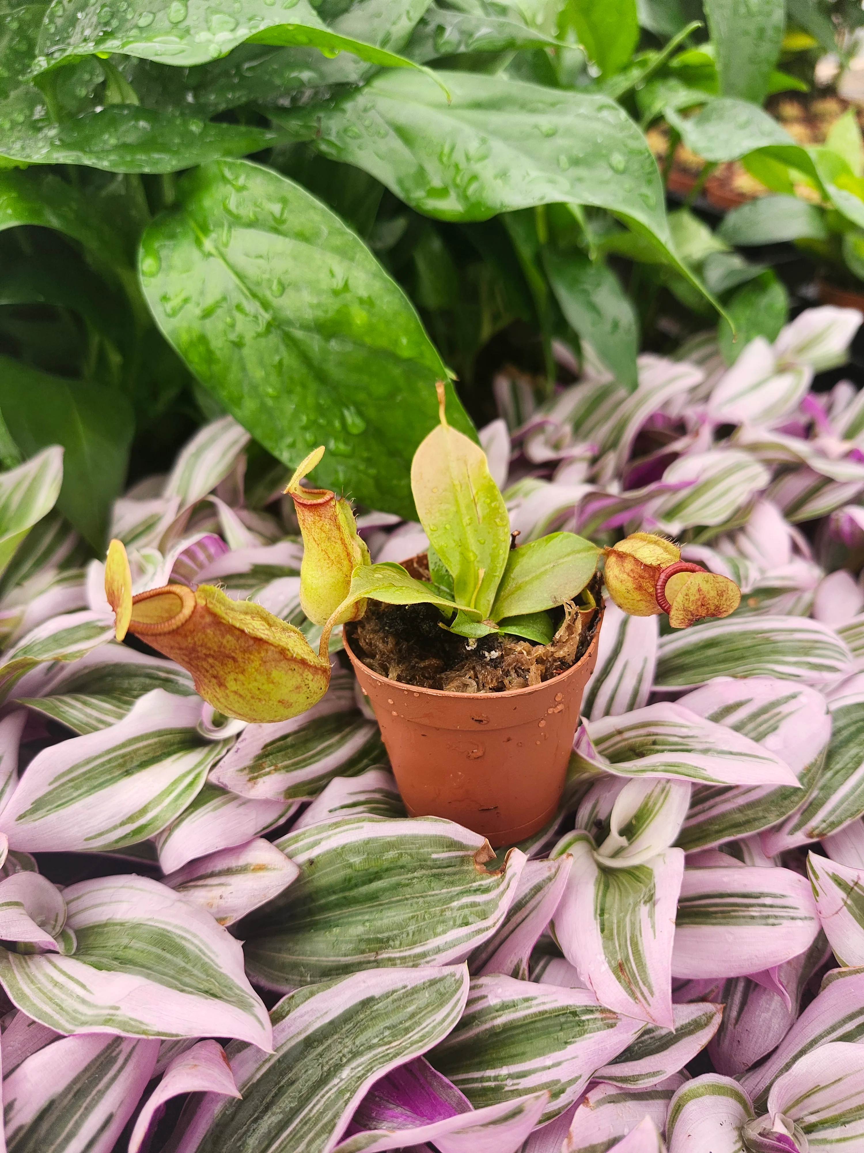 Nepenthes Lowii Ventricosa Red - Image 11