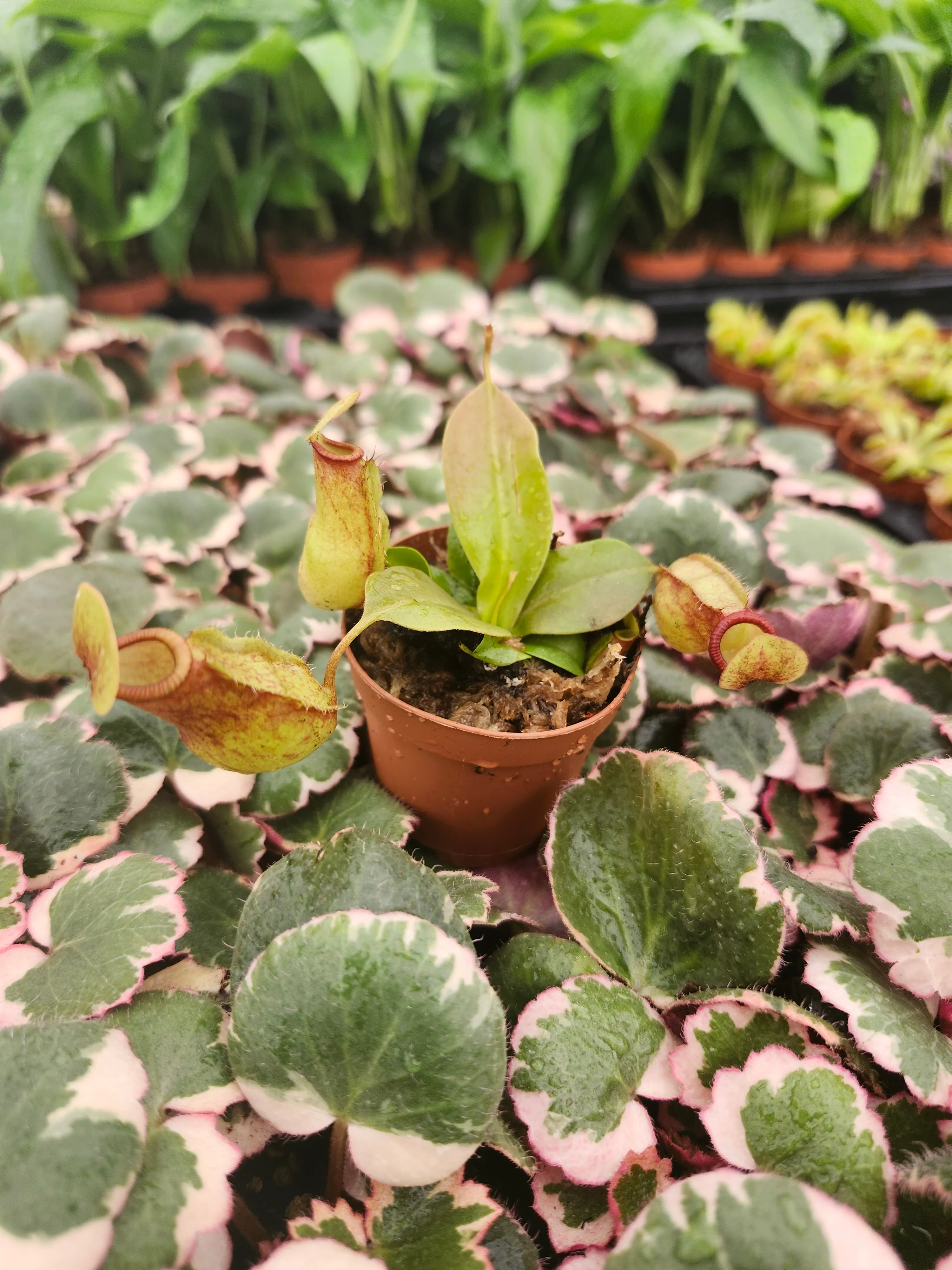 Nepenthes Lowii Ventricosa Red - Image 13