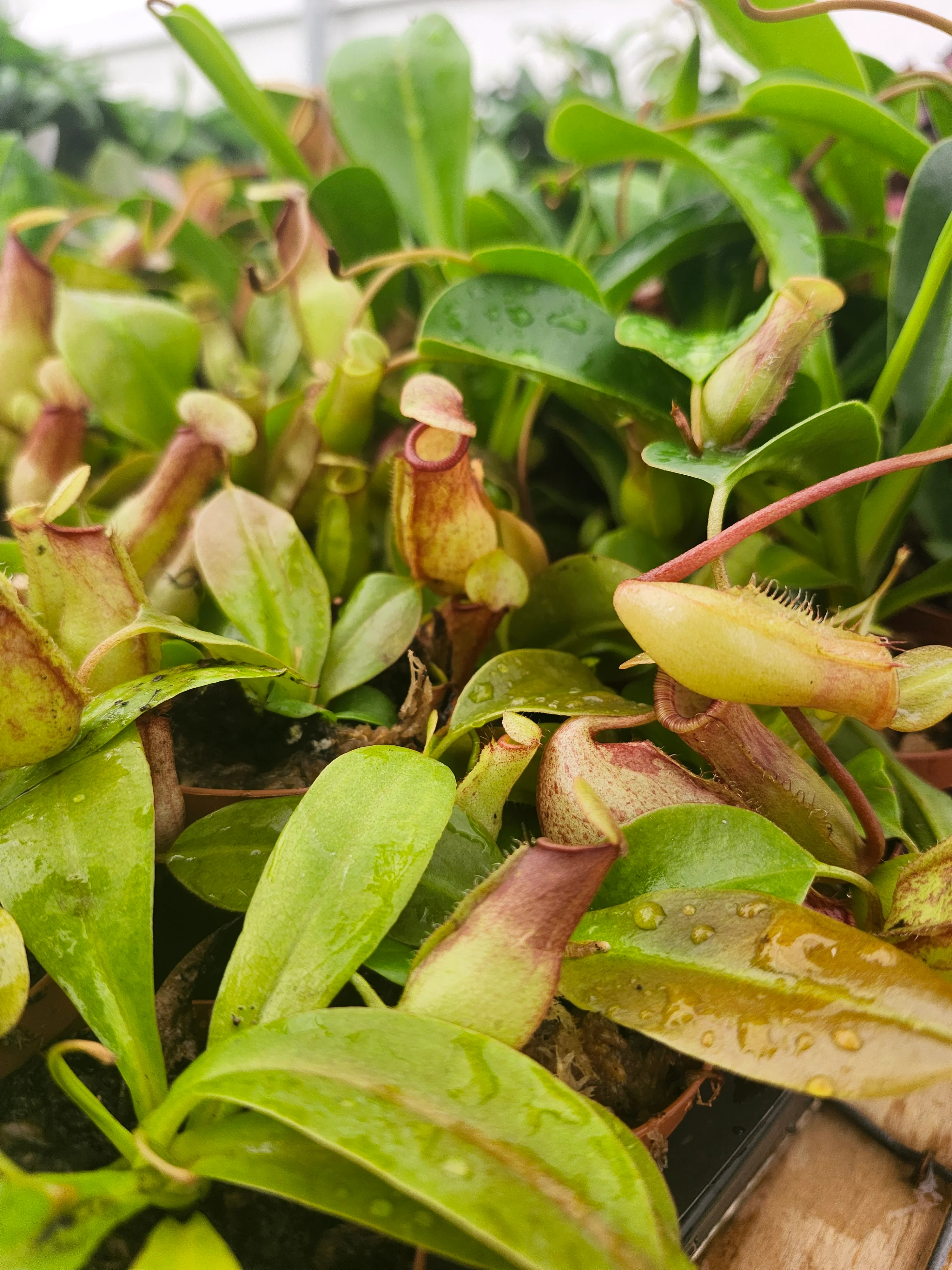 Nepenthes Lowii Ventricosa Red - Image 2
