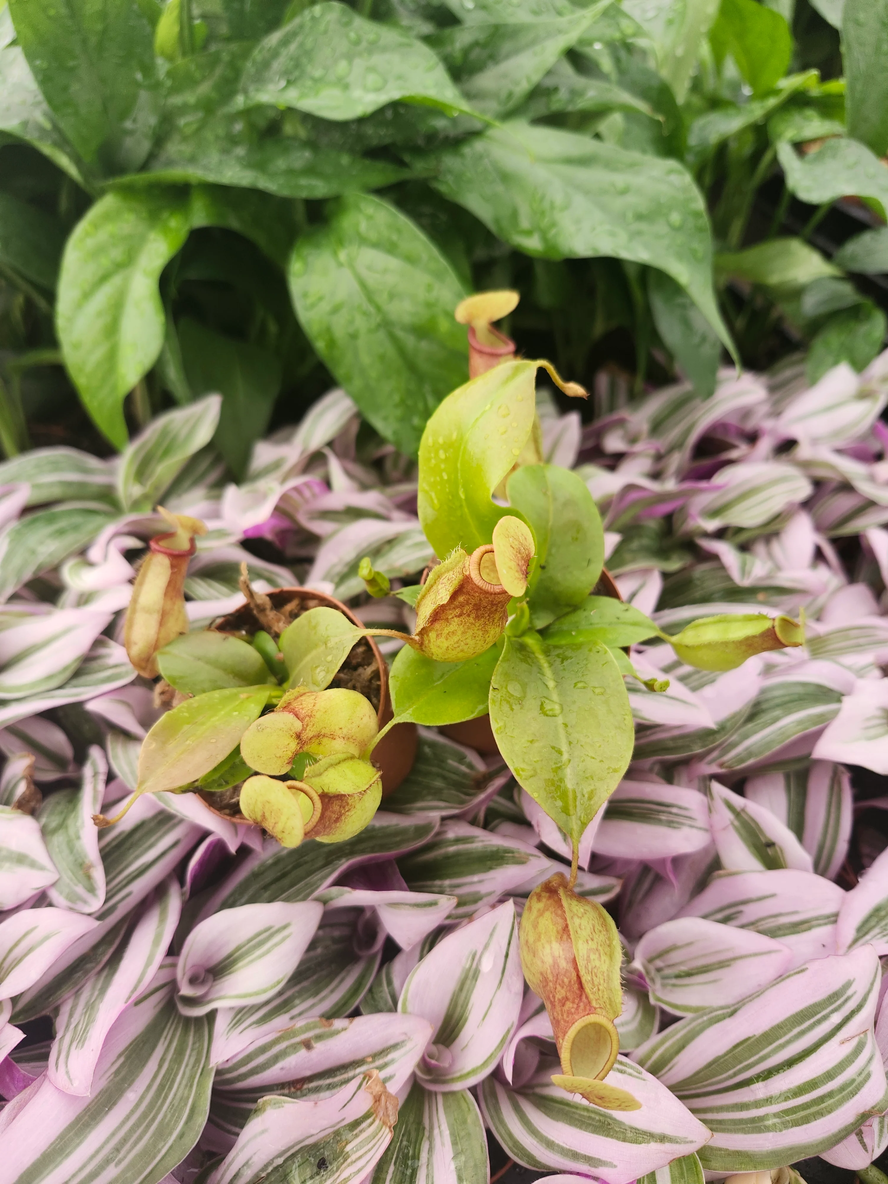 Nepenthes Lowii Ventricosa Red - Image 4