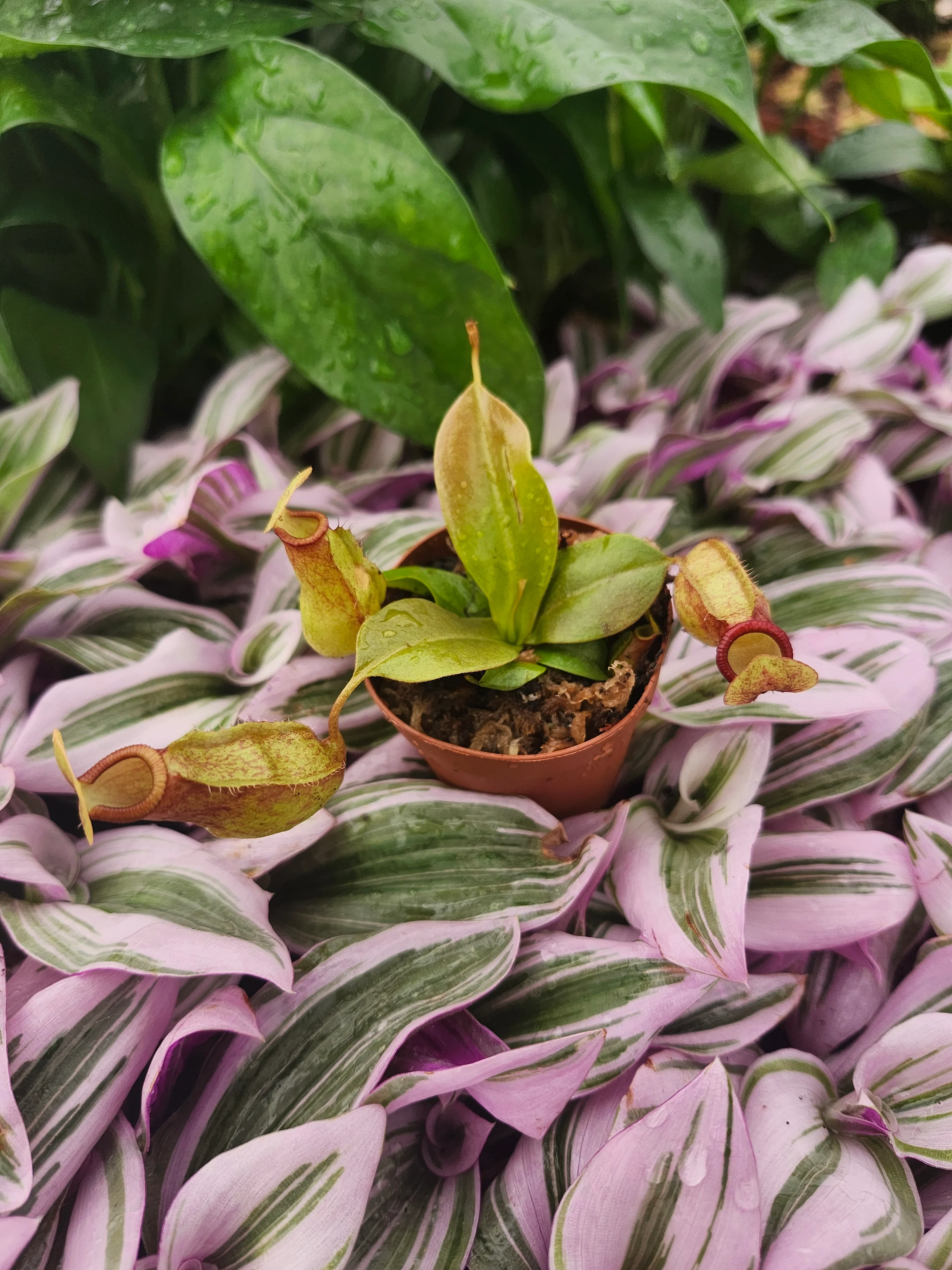 Nepenthes Lowii Ventricosa Red - Image 5