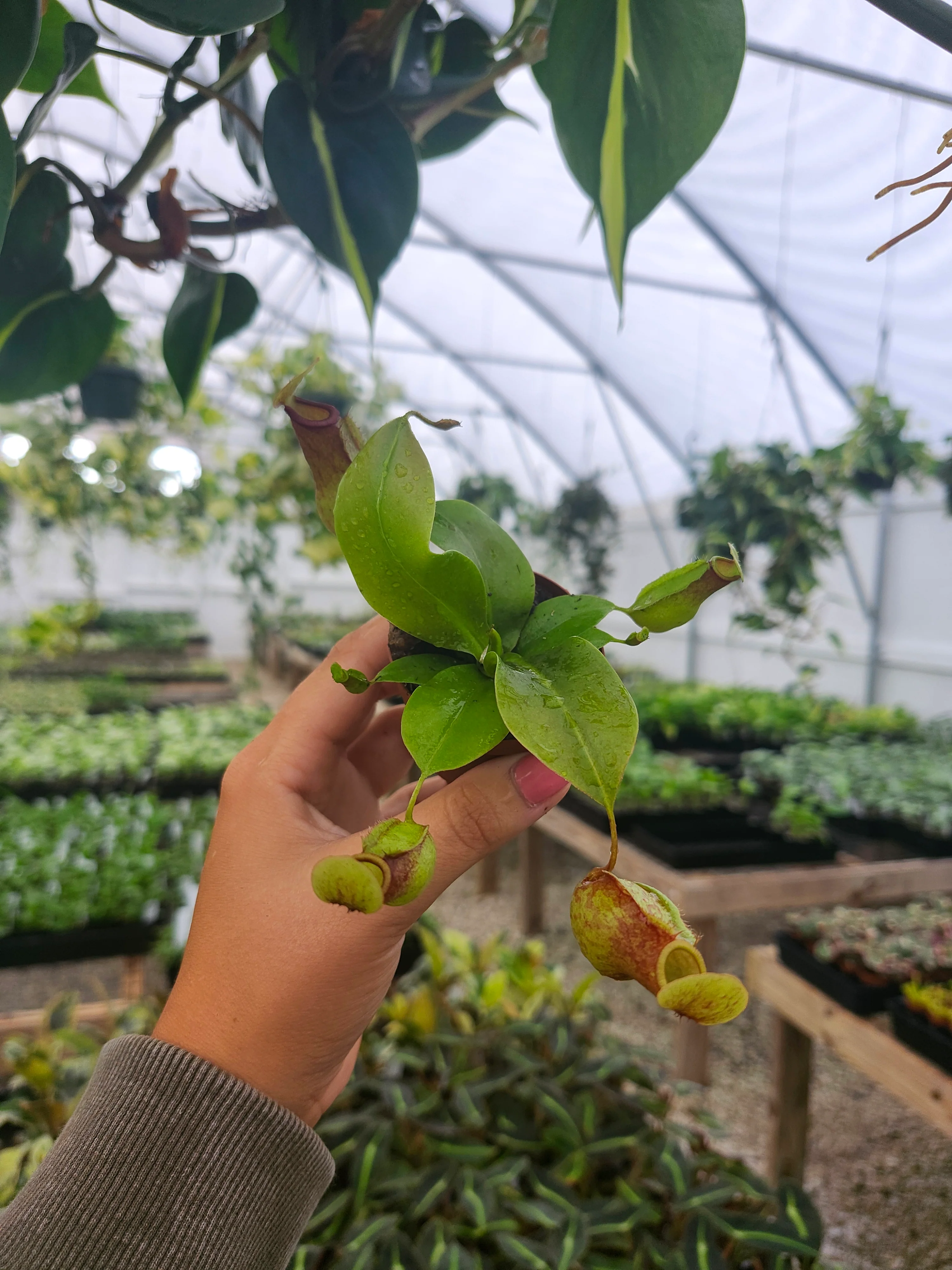 Nepenthes Lowii Ventricosa Red - Image 7