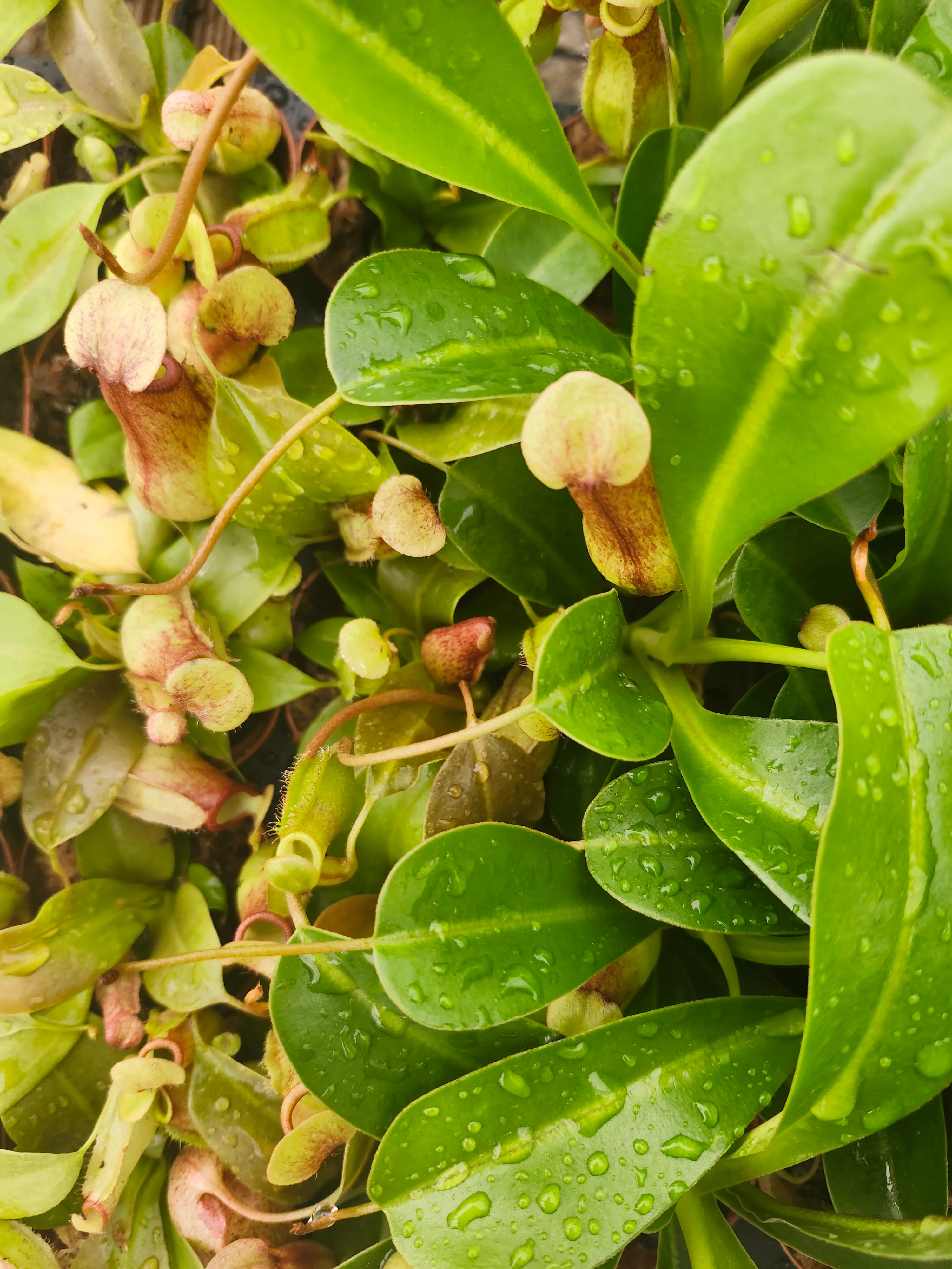 Nepenthes Lowii Ventricosa Red - Image 8
