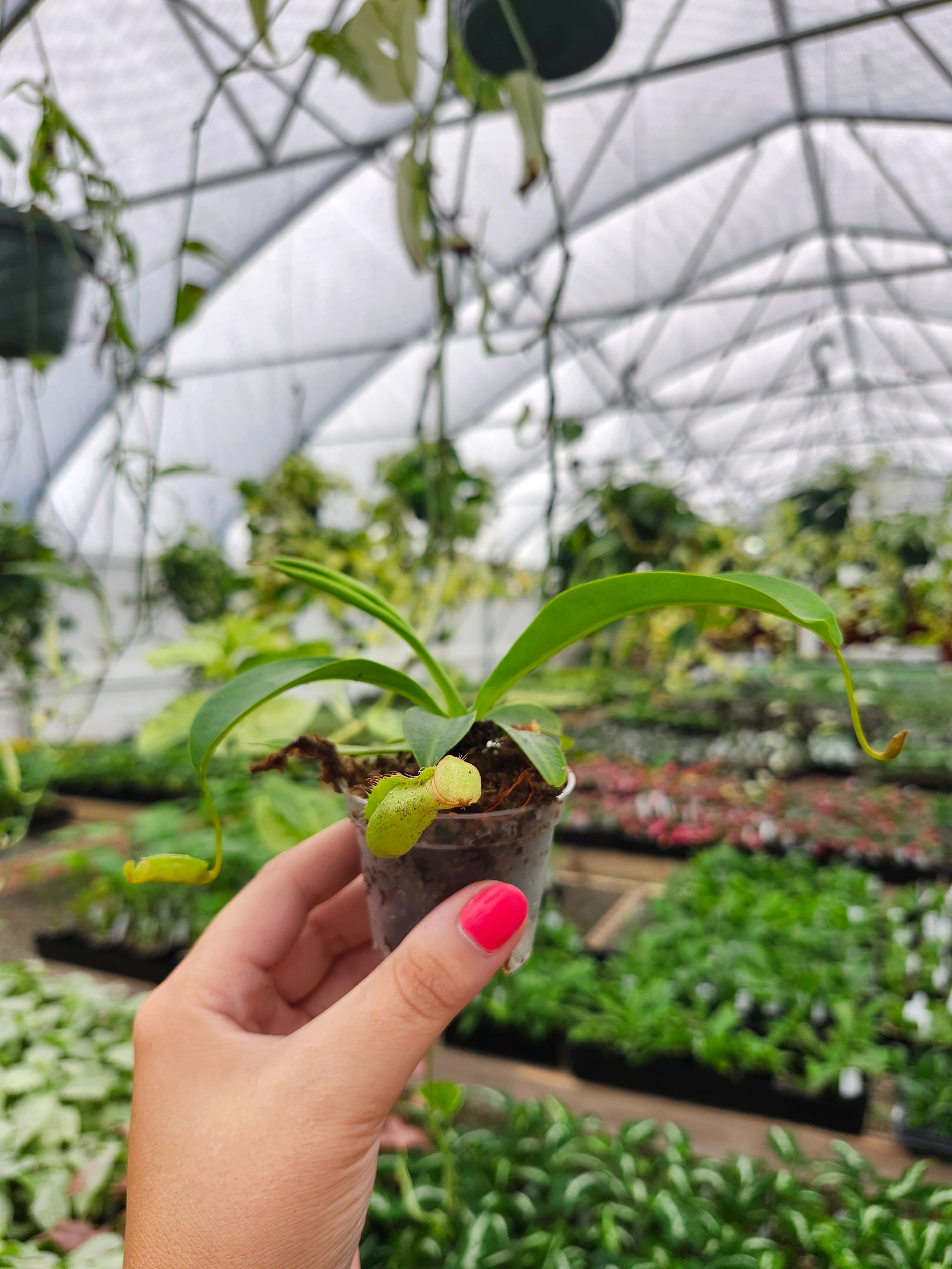 Nepenthes Miranda - Image 3