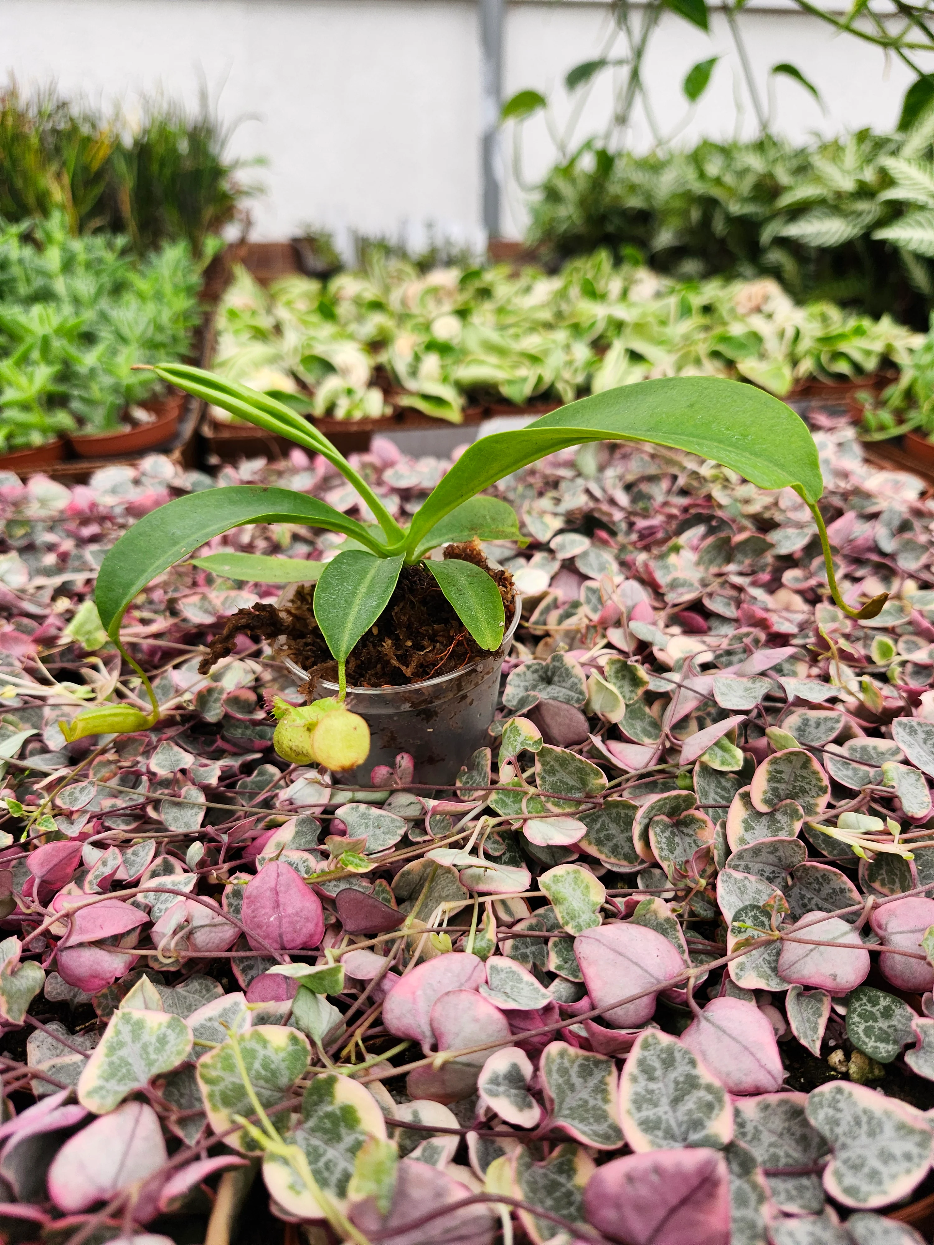 Nepenthes Miranda - Image 5