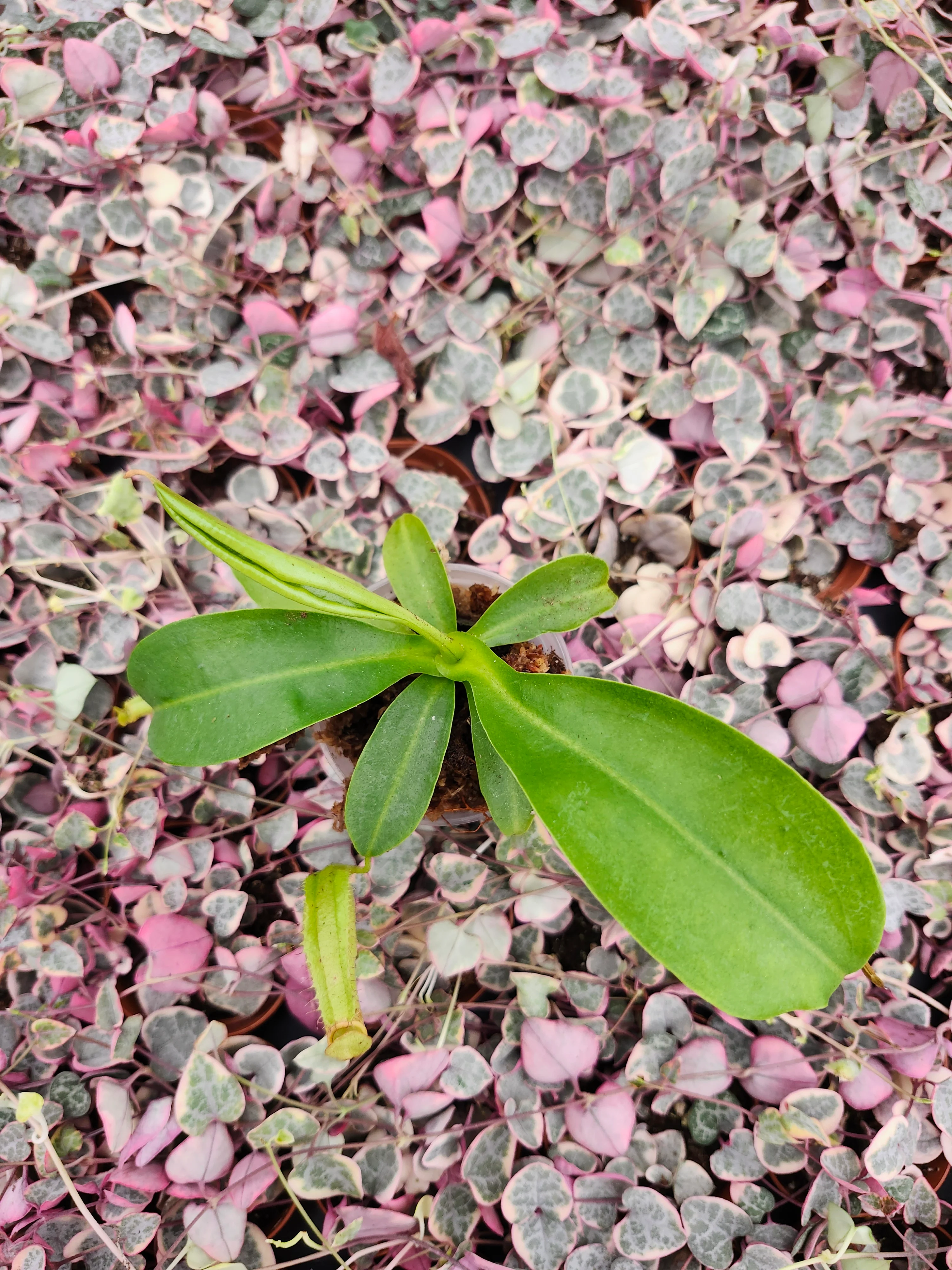 Nepenthes Miranda - Image 6