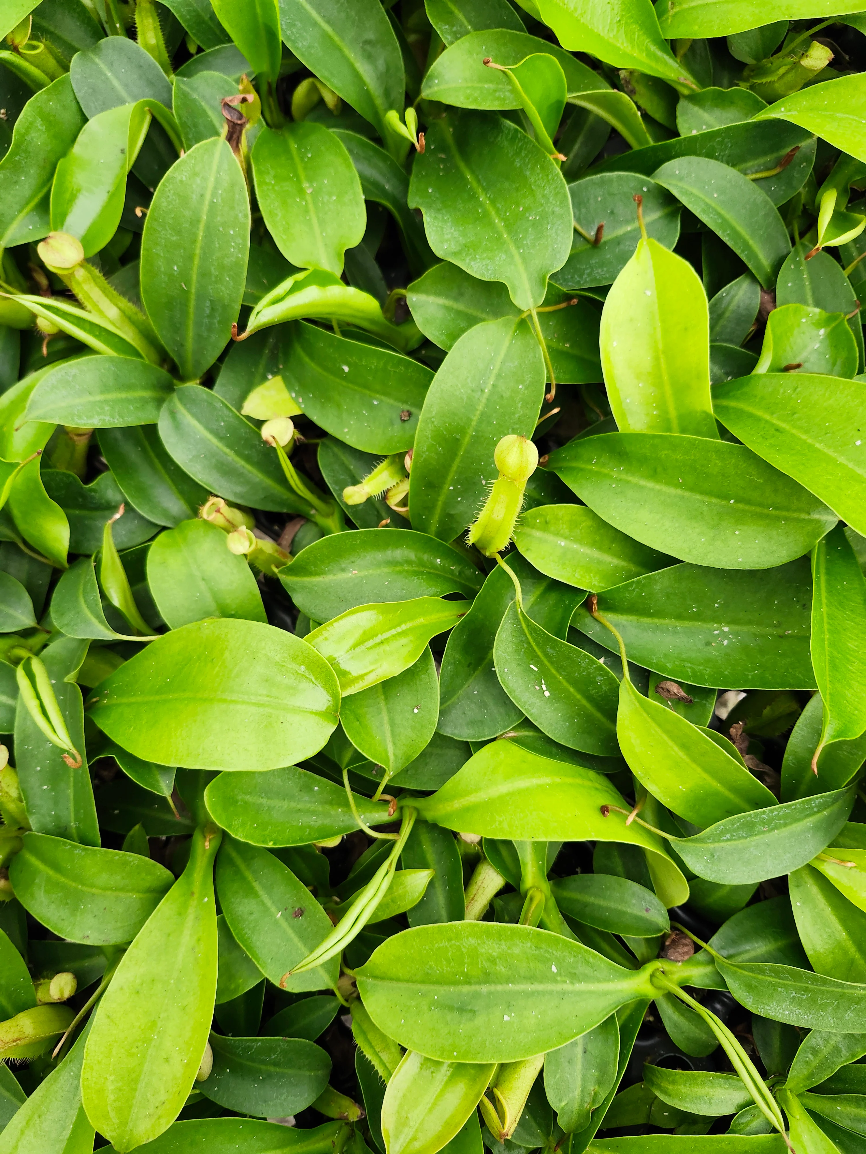 Nepenthes Miranda - Image 7