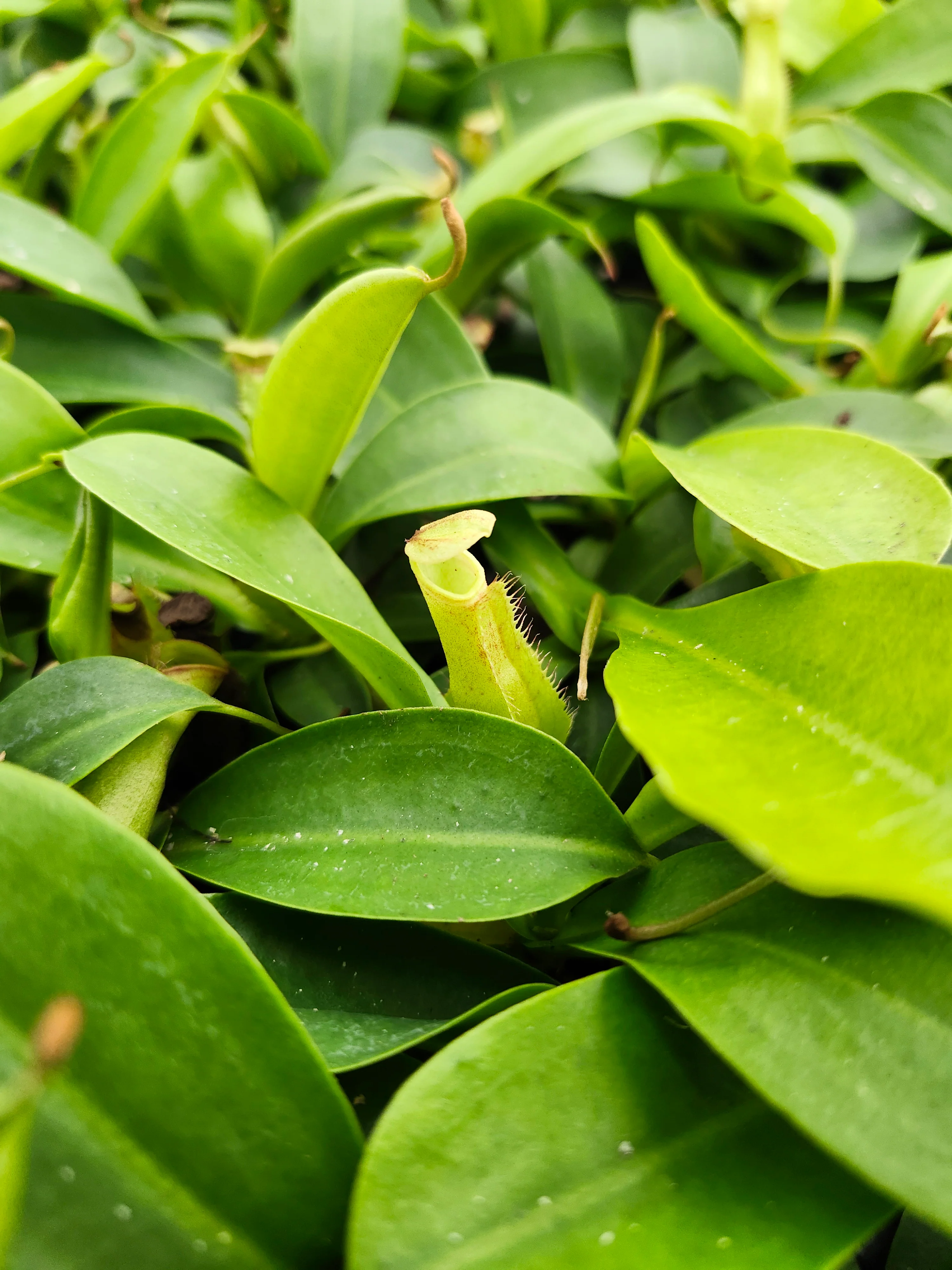 Nepenthes Miranda - Image 8