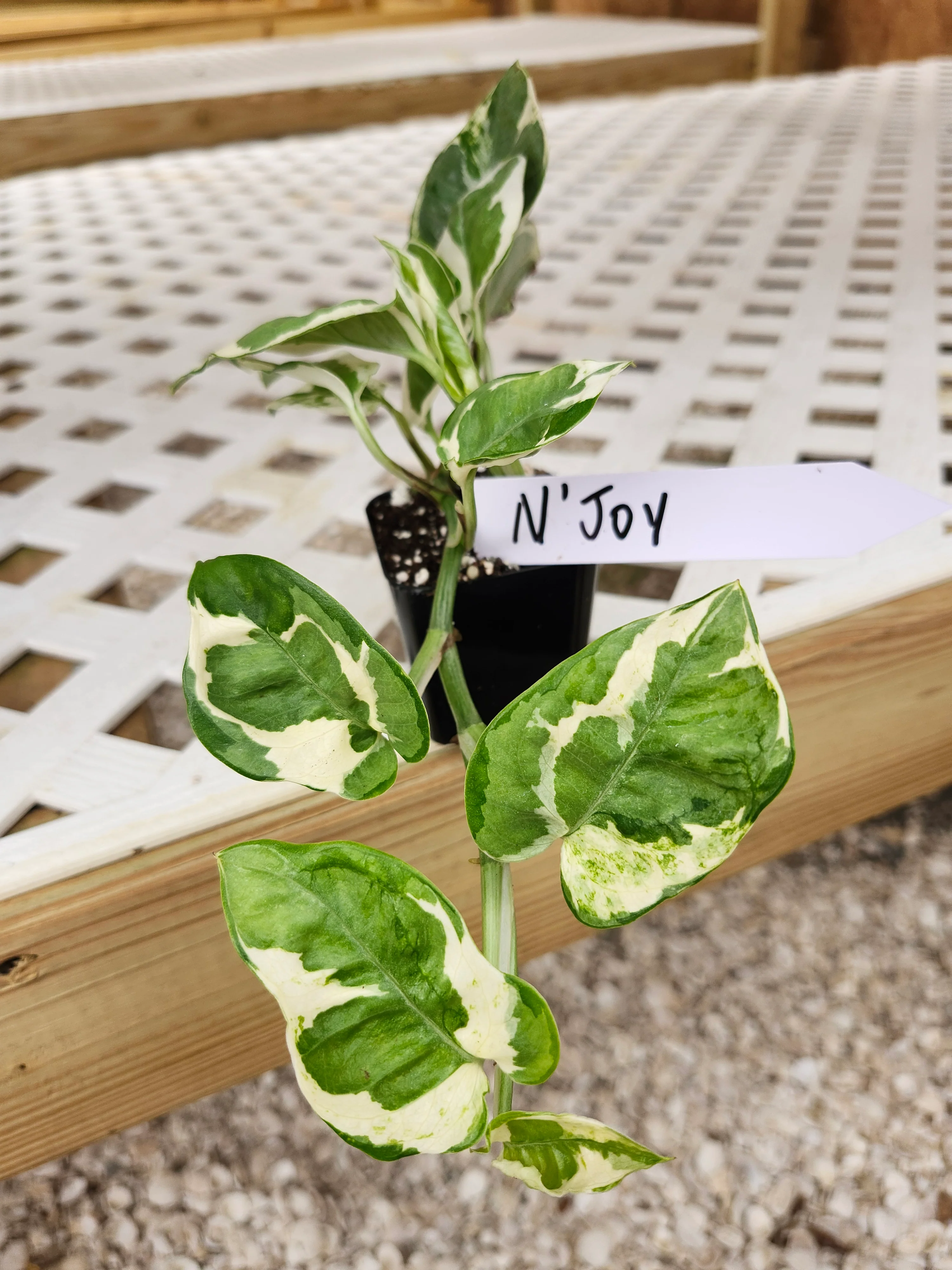 N'Joy Pothos (Epipremnum Aureum)