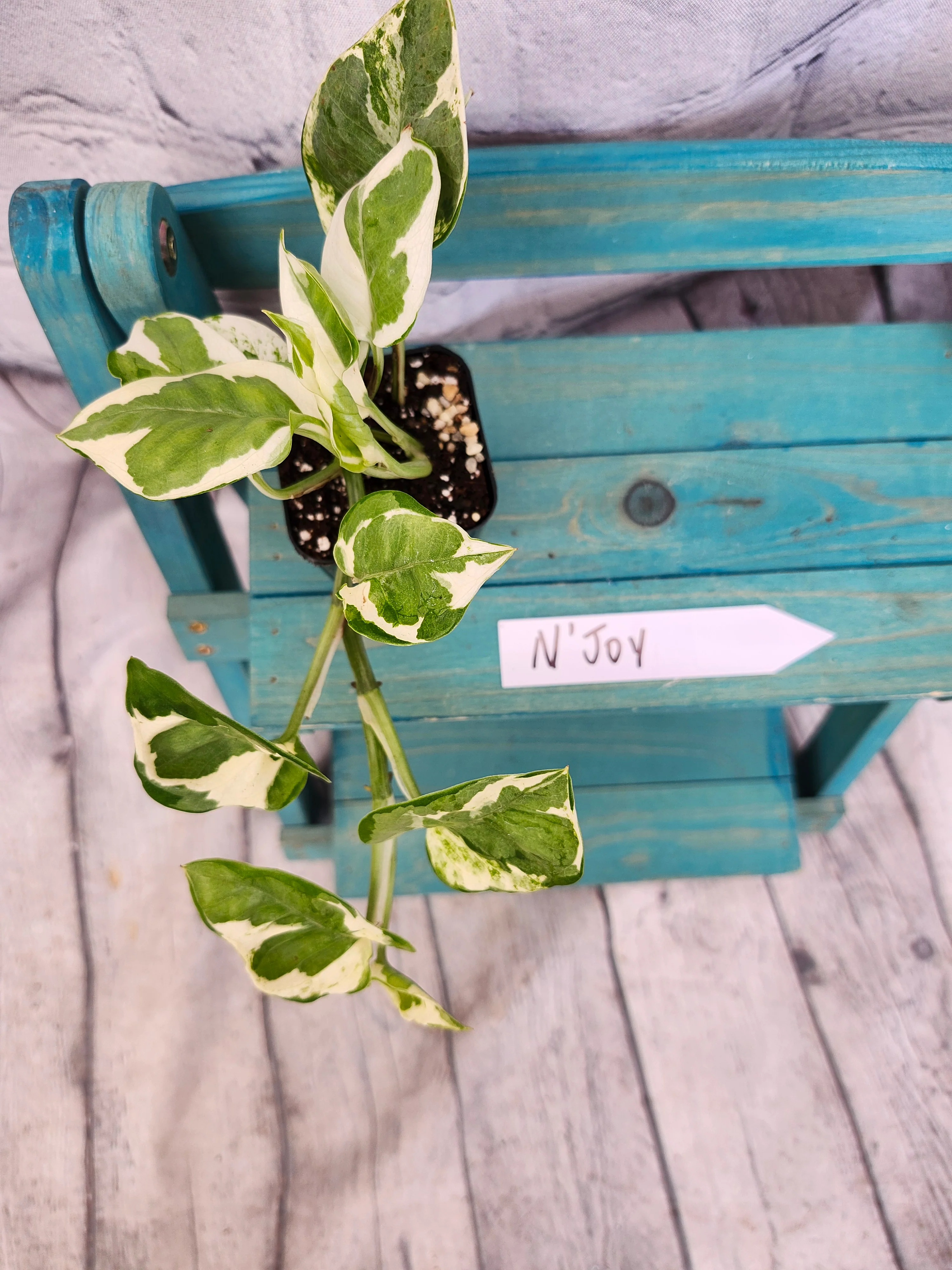 N'Joy Pothos (Epipremnum Aureum) - Image 4
