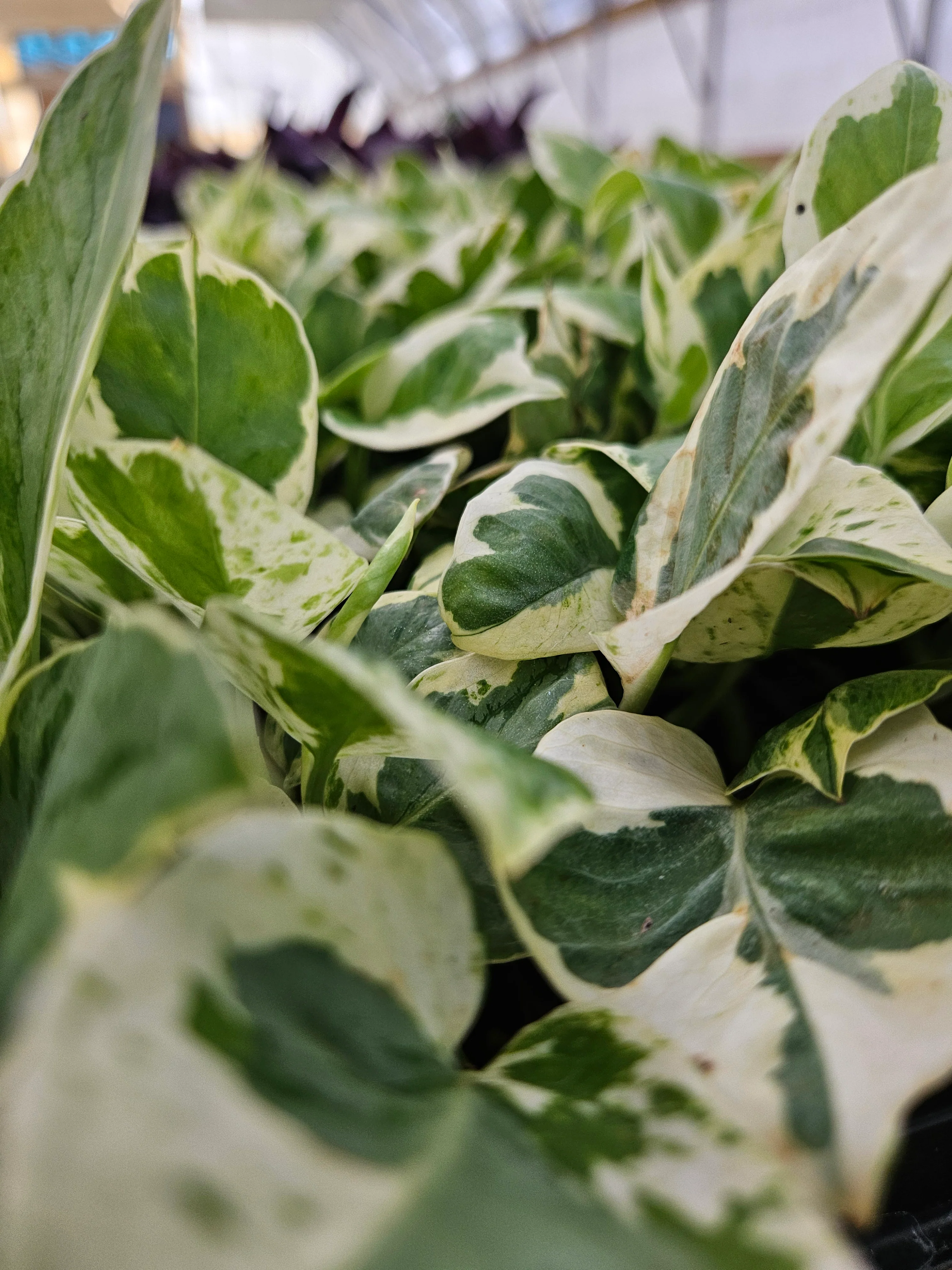 N'Joy Pothos (Epipremnum Aureum) - Image 5