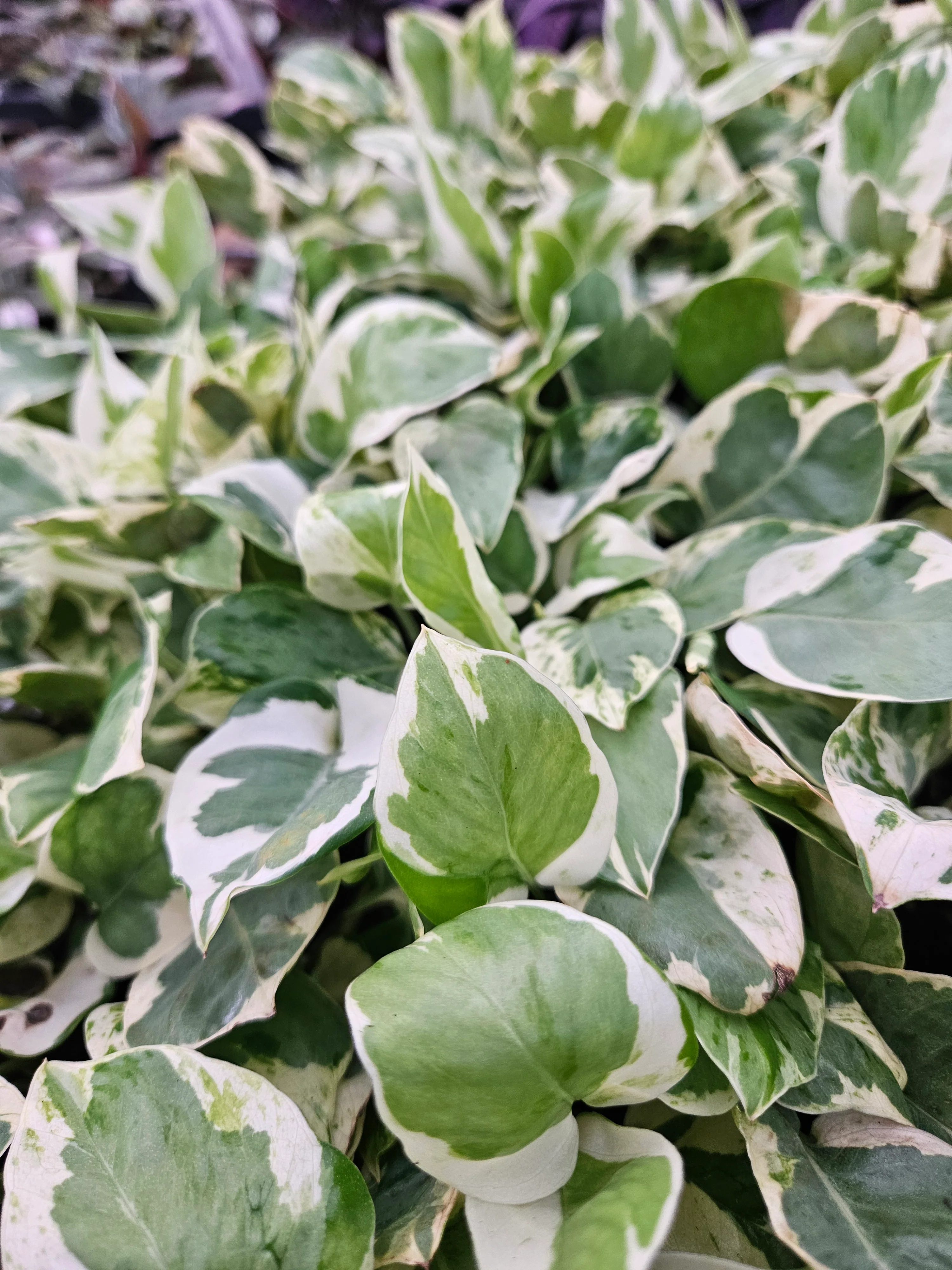 N'Joy Pothos (Epipremnum Aureum) - Image 6