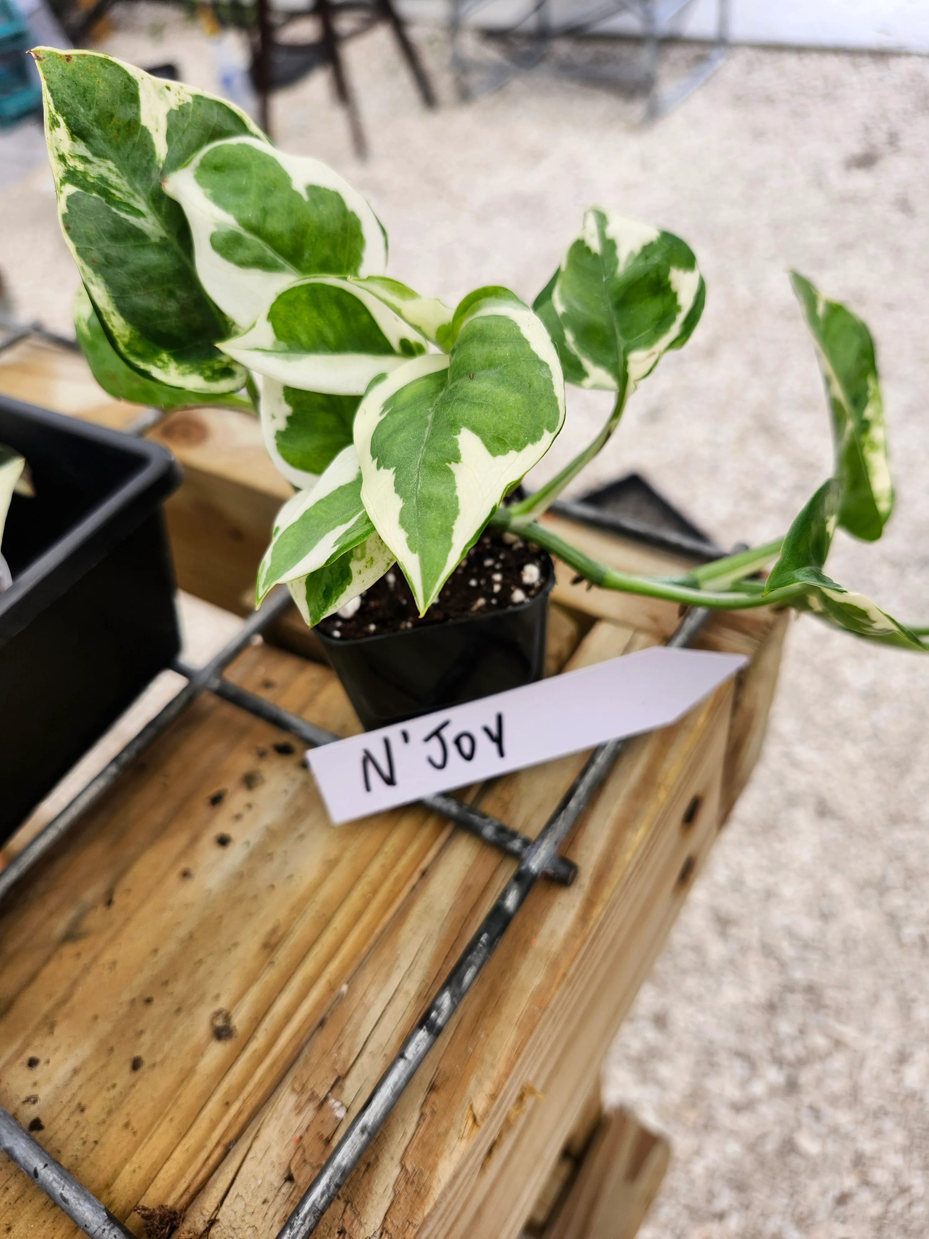 N'Joy Pothos (Epipremnum Aureum) - Image 7