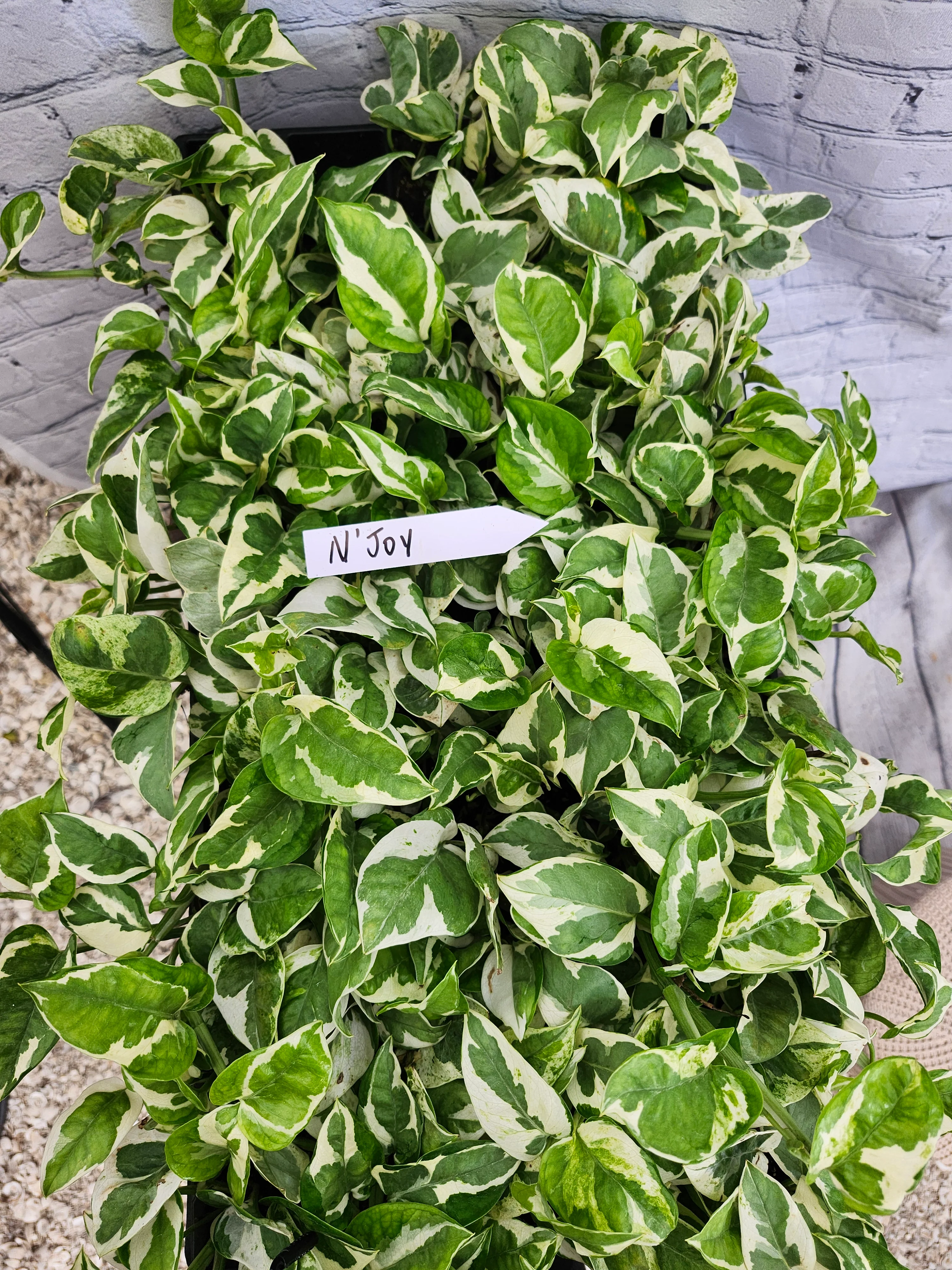N'Joy Pothos (Epipremnum Aureum) - Image 8