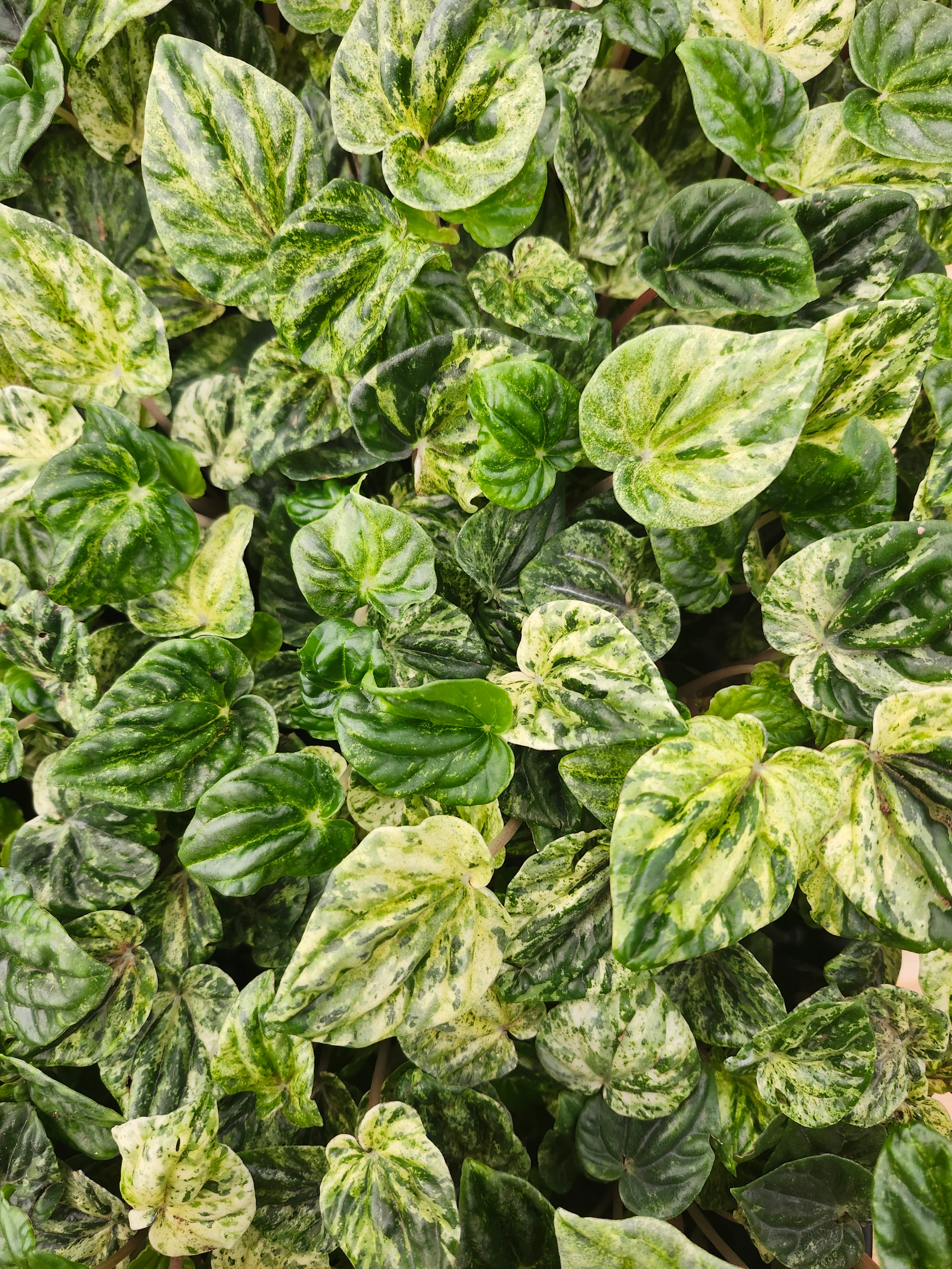 Peperomia Buenos Aires