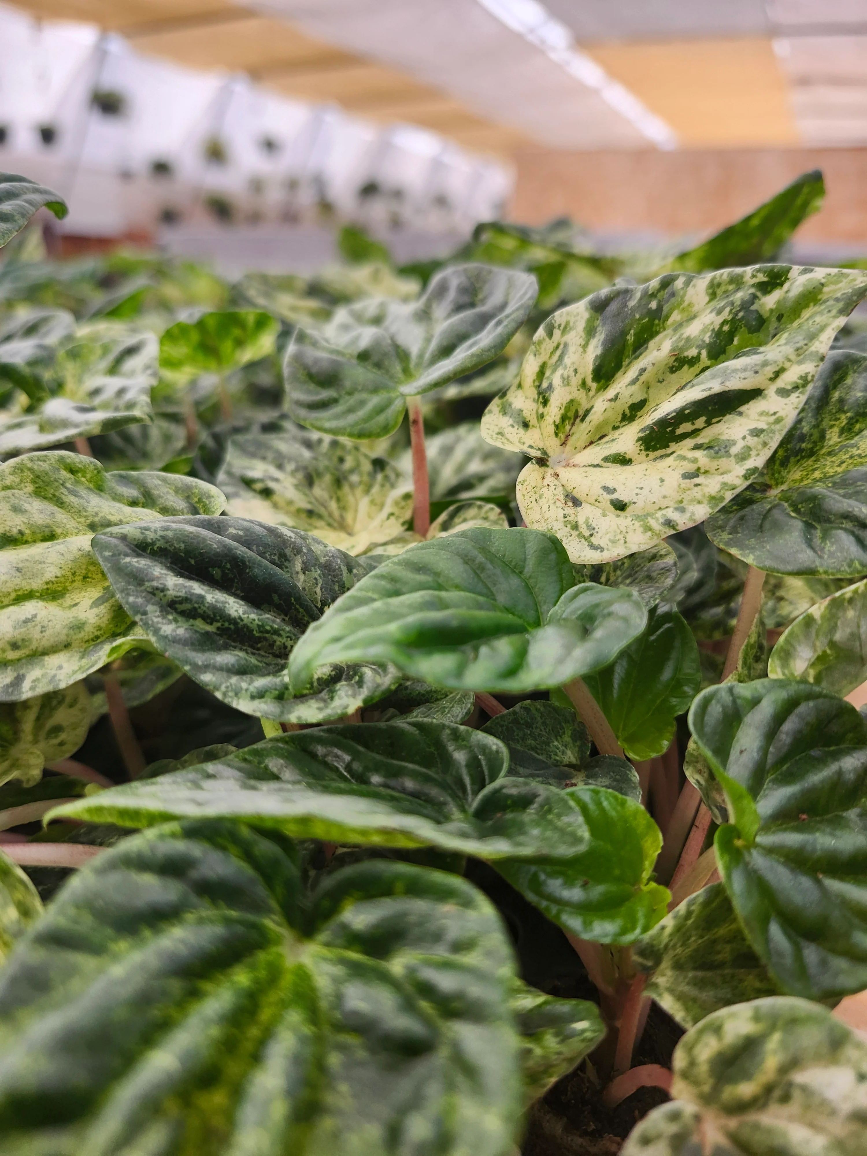 Peperomia Buenos Aires - Image 3