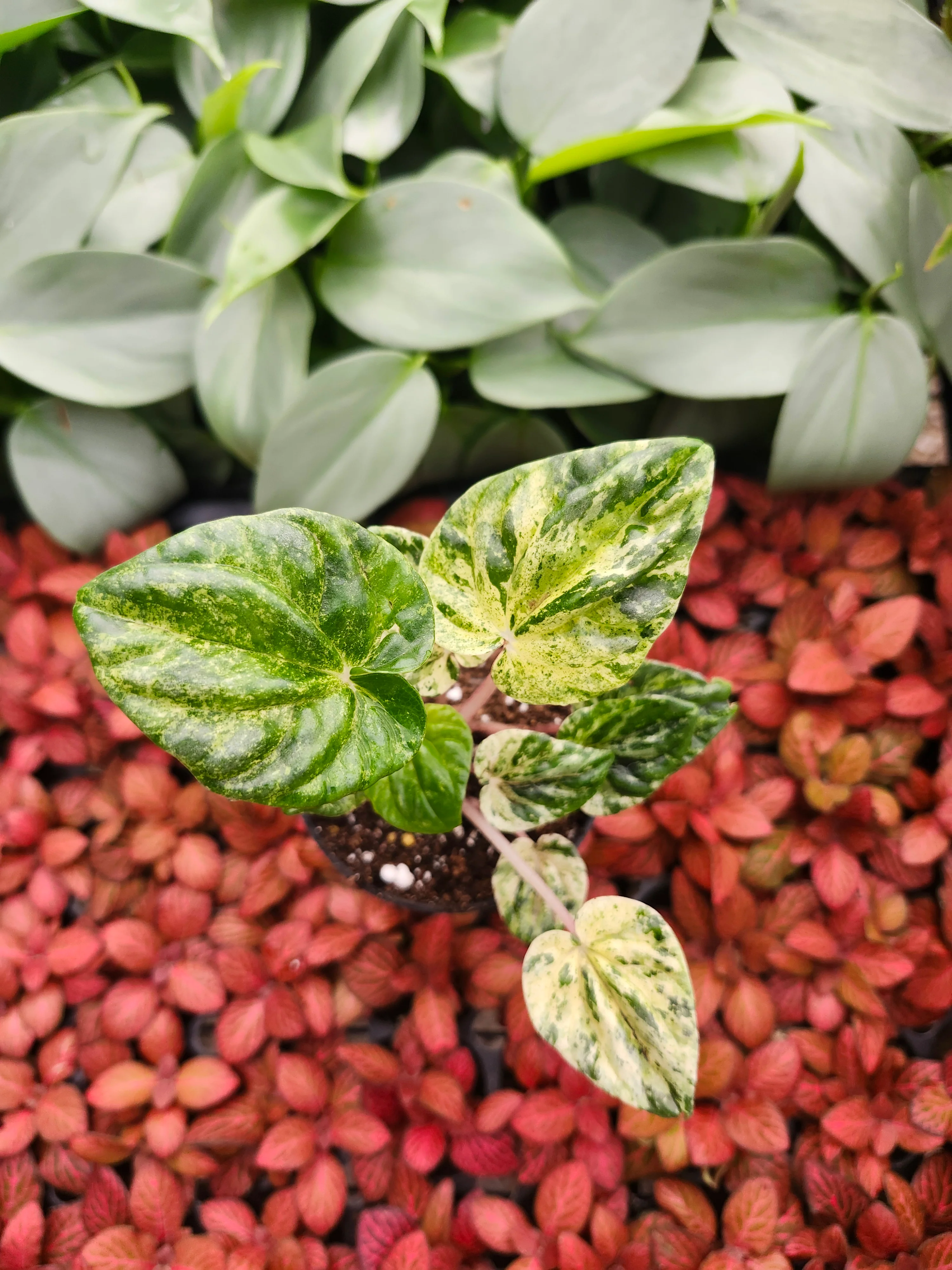 Peperomia Buenos Aires - Image 4