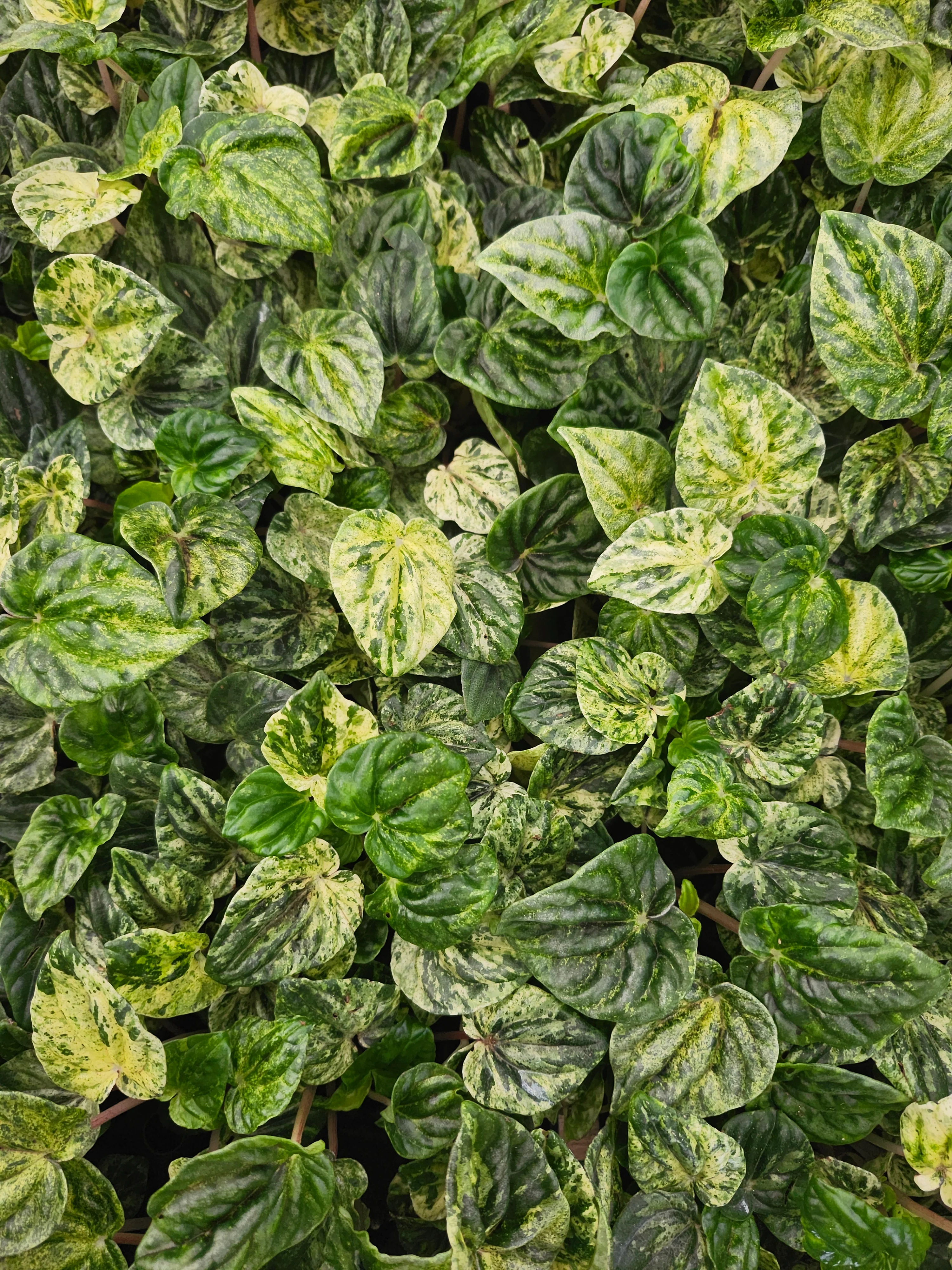 Peperomia Buenos Aires - Image 5