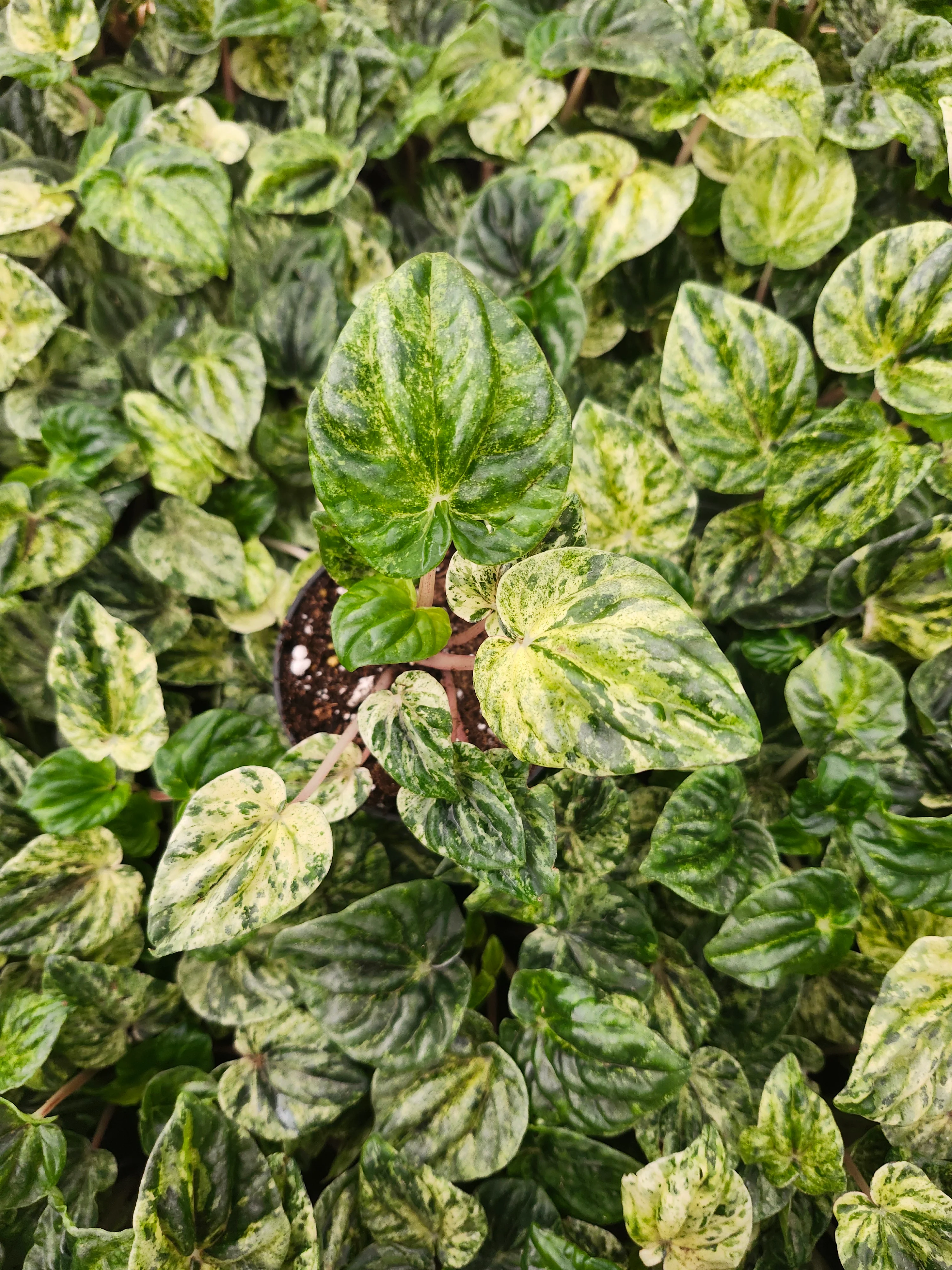 Peperomia Buenos Aires - Image 6