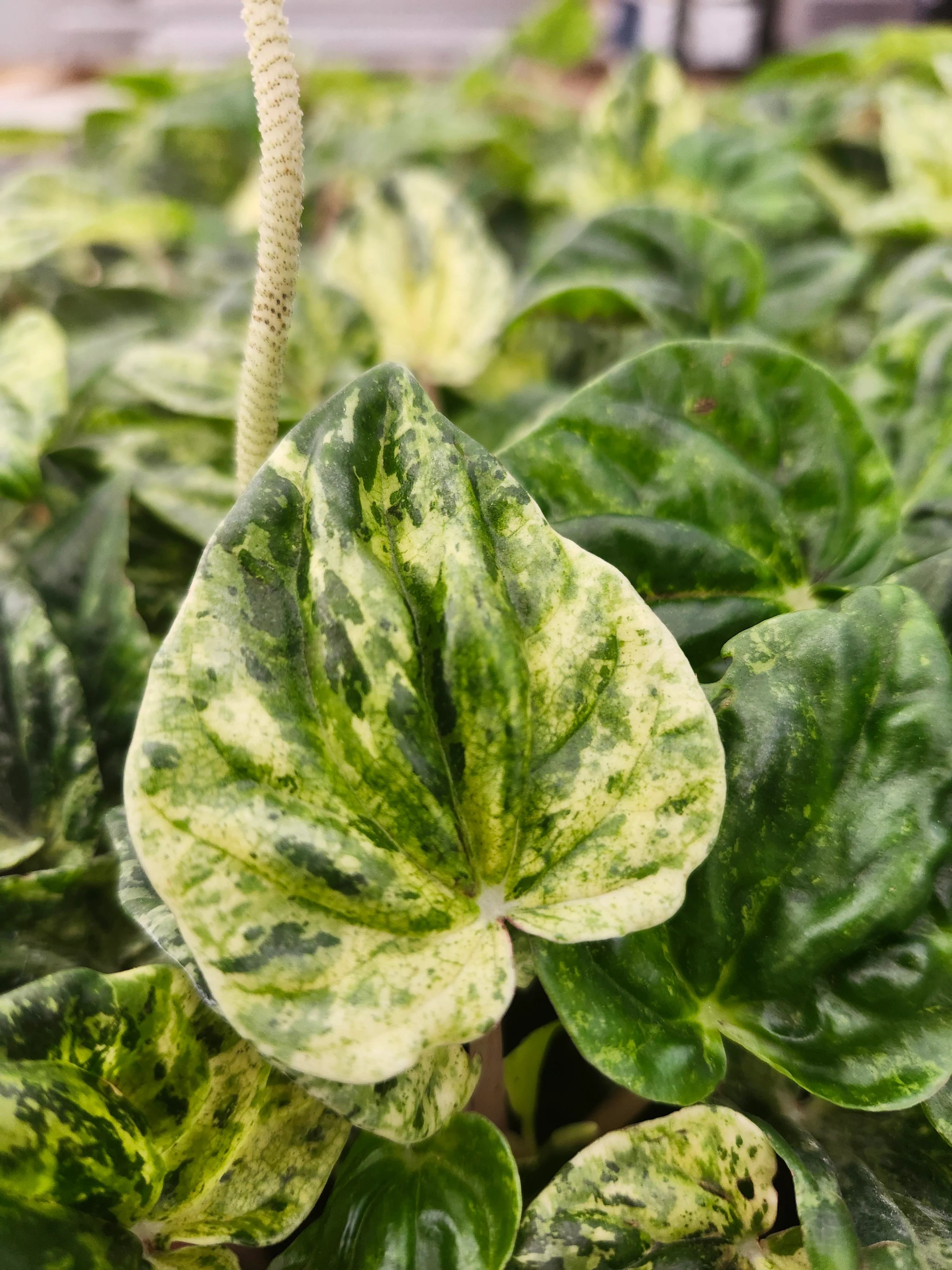 Peperomia Buenos Aires - Image 7
