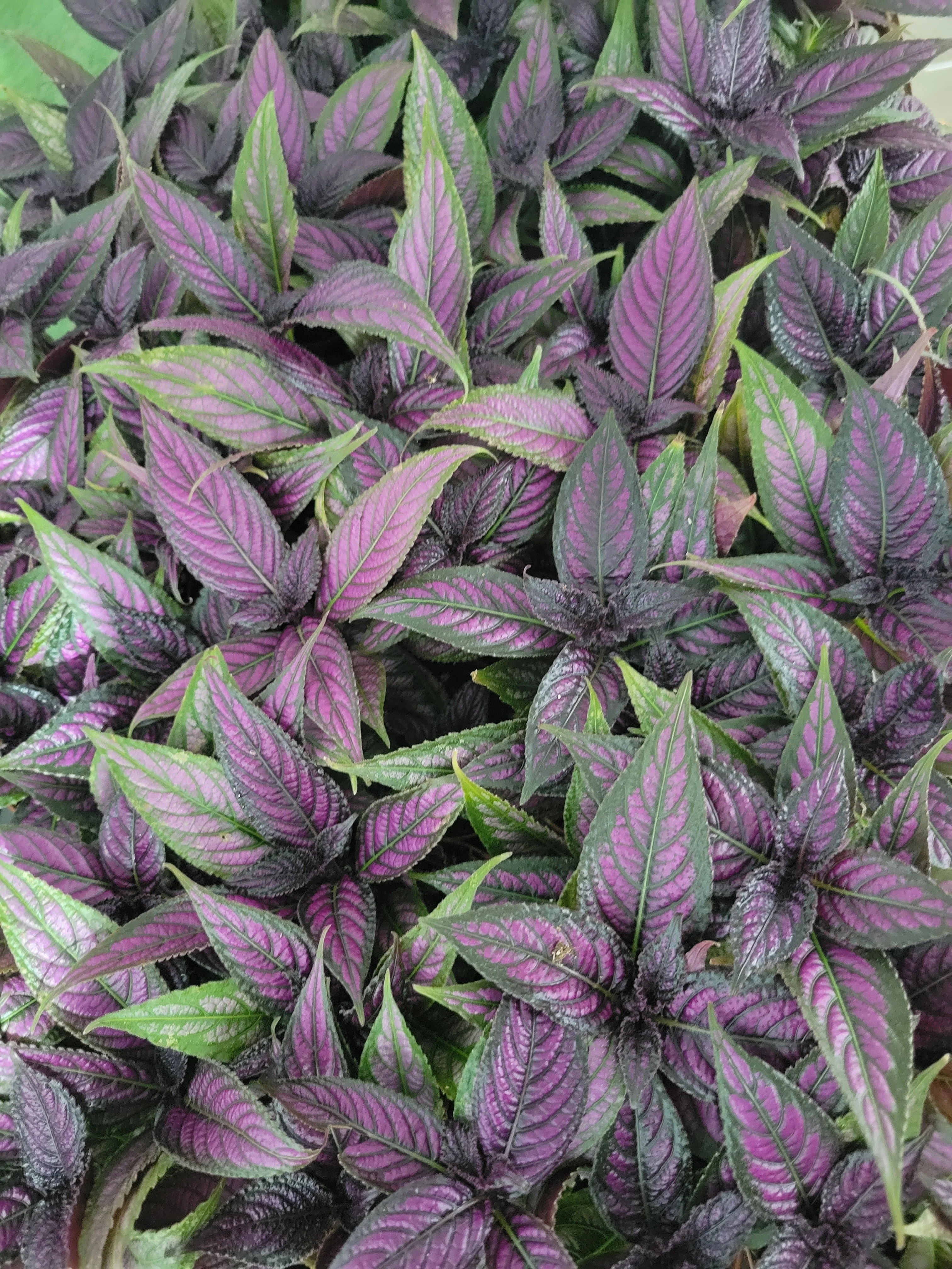 Persian Shield