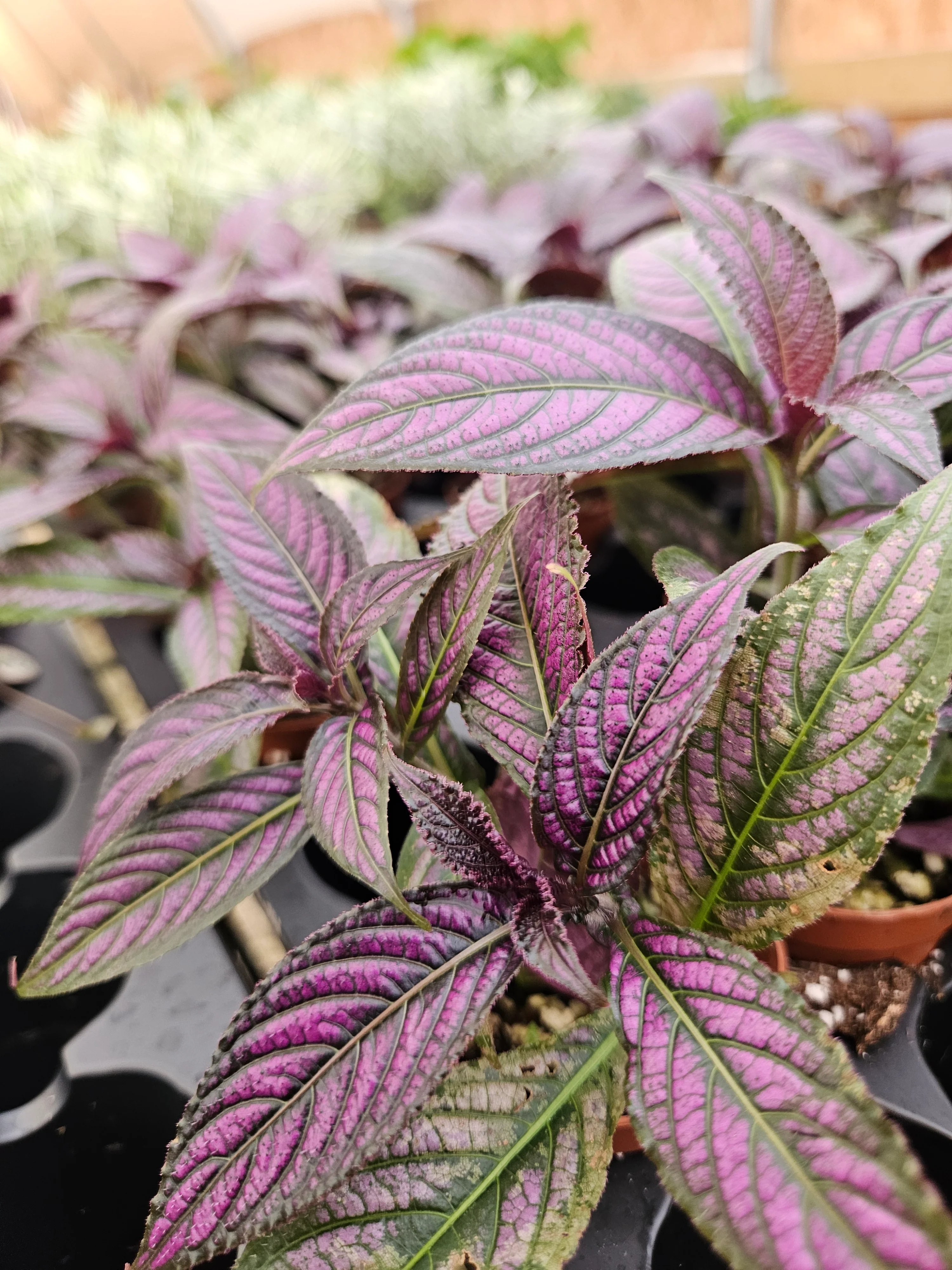 Persian Shield - Image 3
