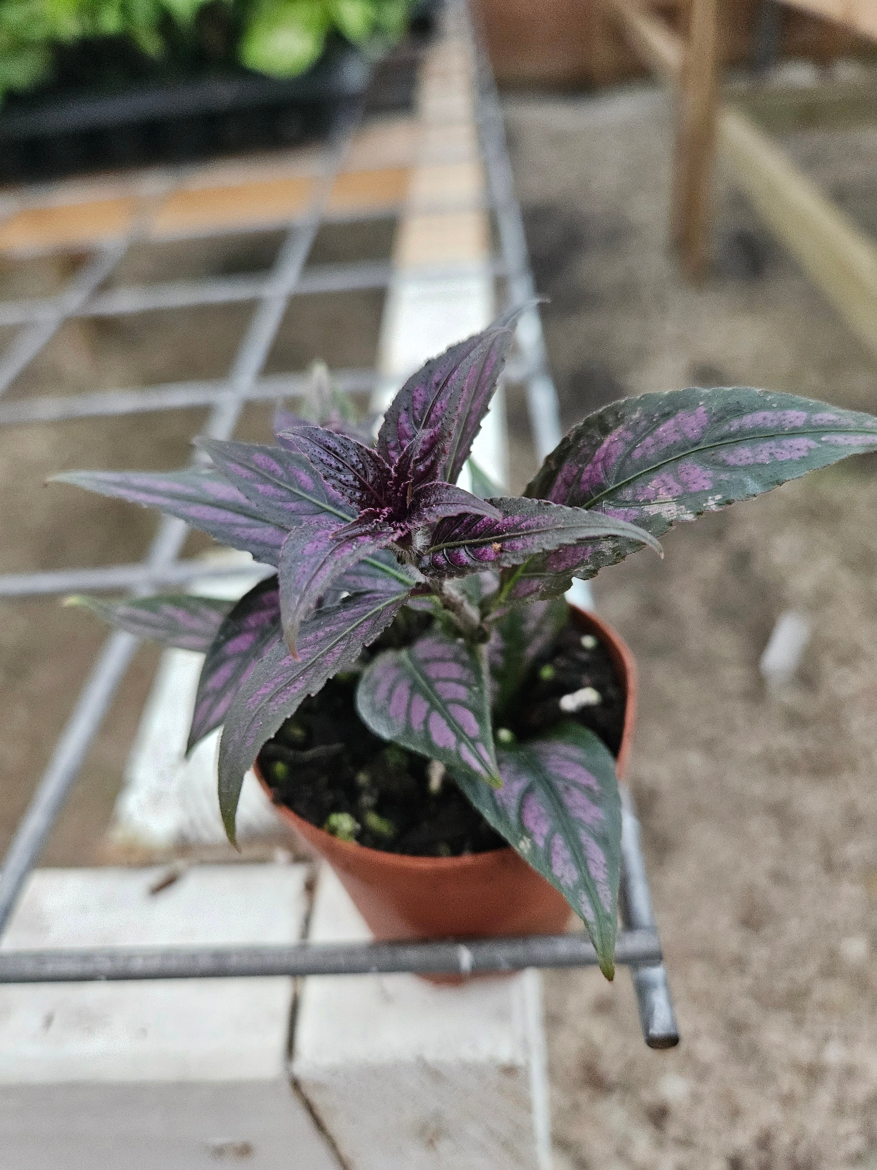 Persian Shield - Image 4