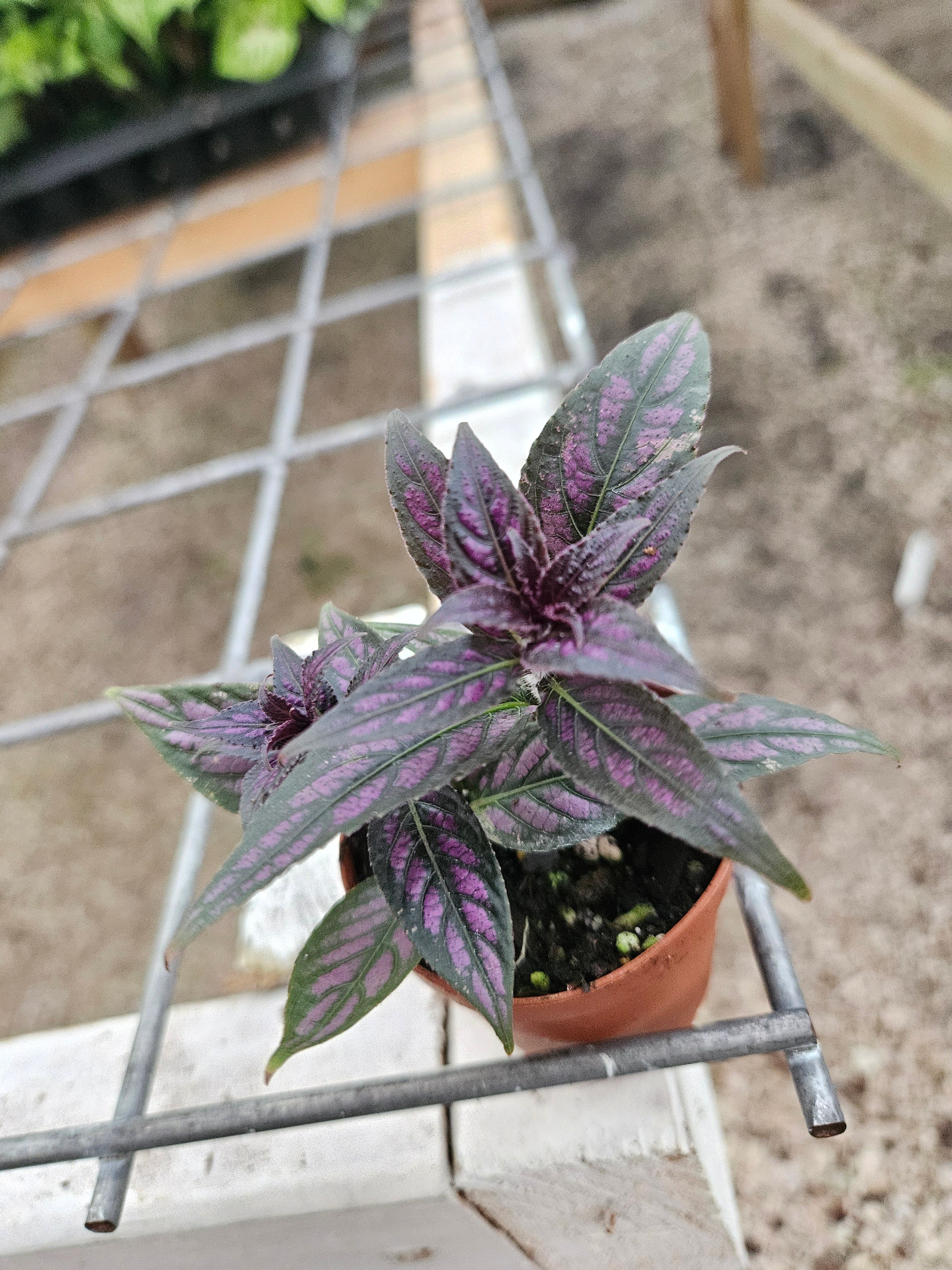Persian Shield - Image 5