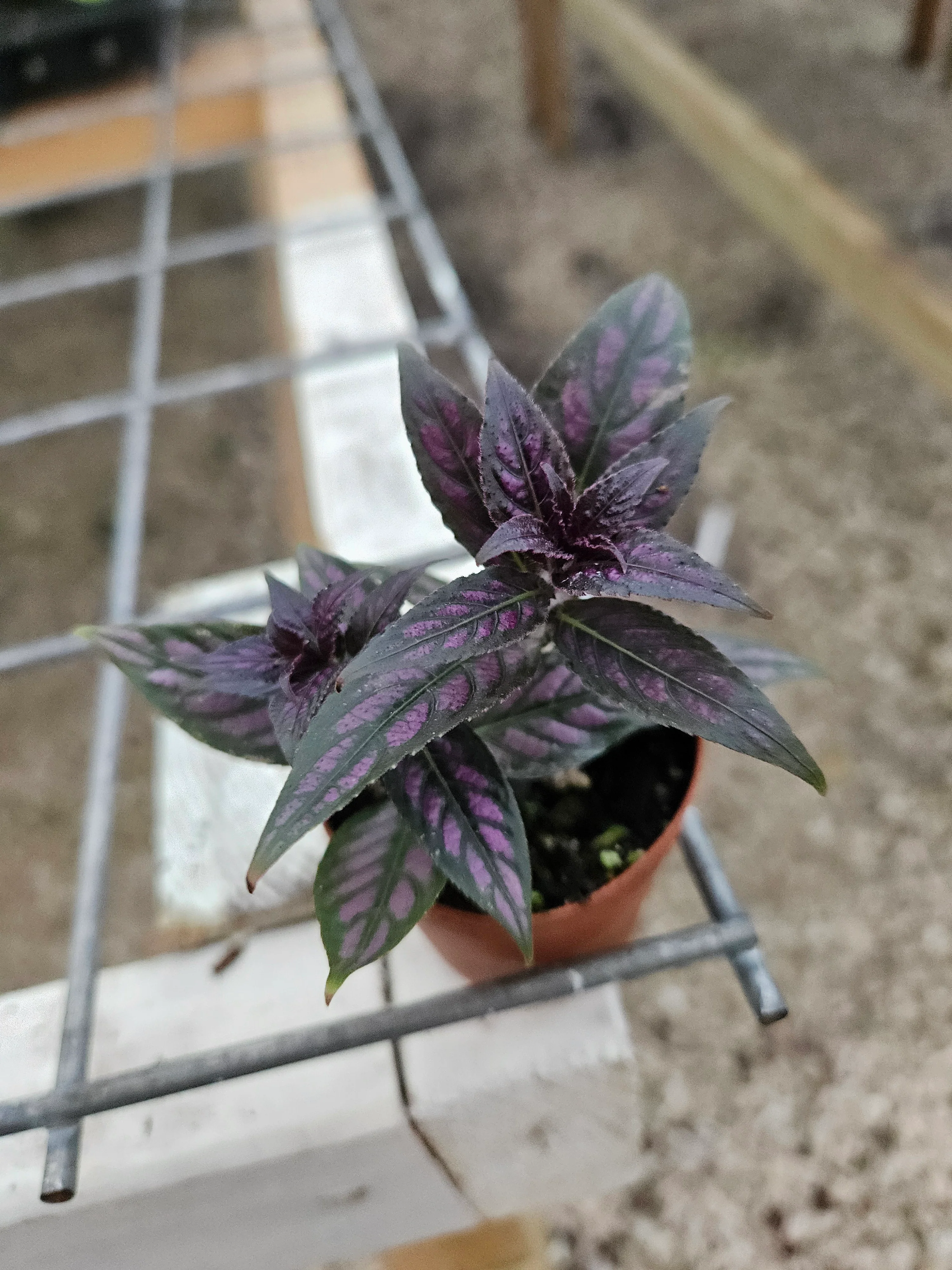 Persian Shield - Image 6