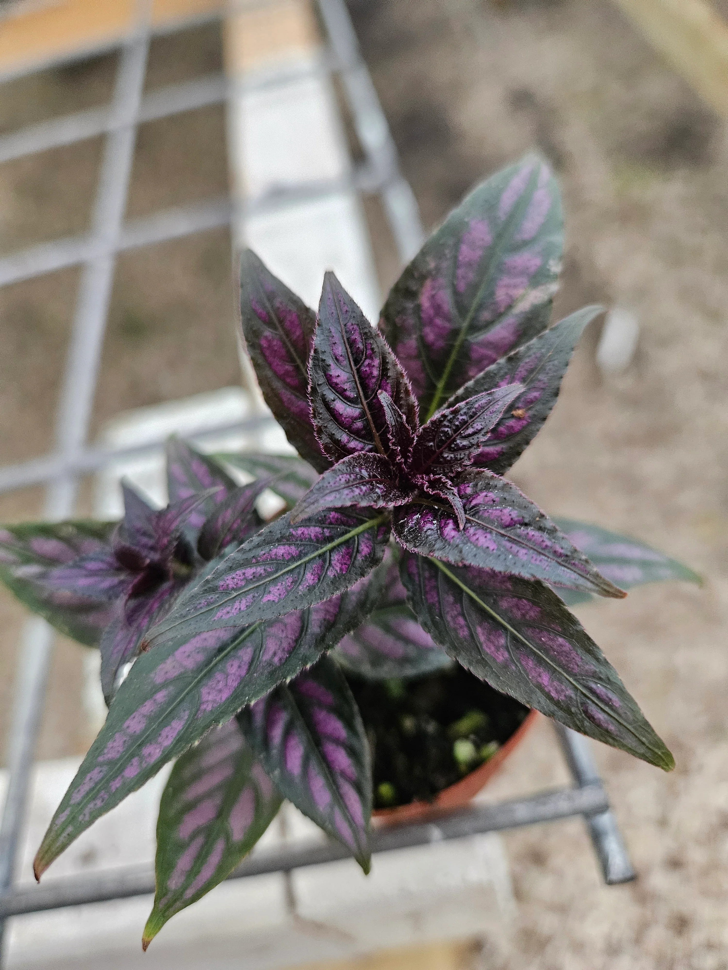 Persian Shield - Image 7
